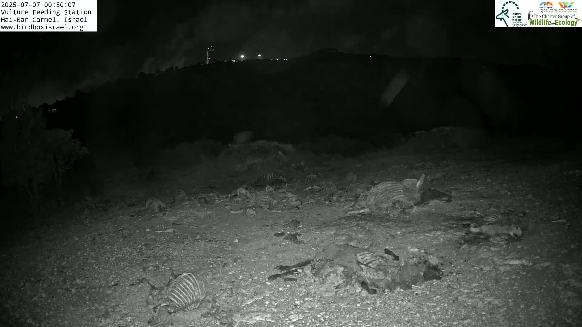 Hai-Bar Nature Reserve / Mount Carmel National Park Vulture Feeding & Skycraper Eshkol University of Haifa  Live Cam - Denya, Haifa, Israel