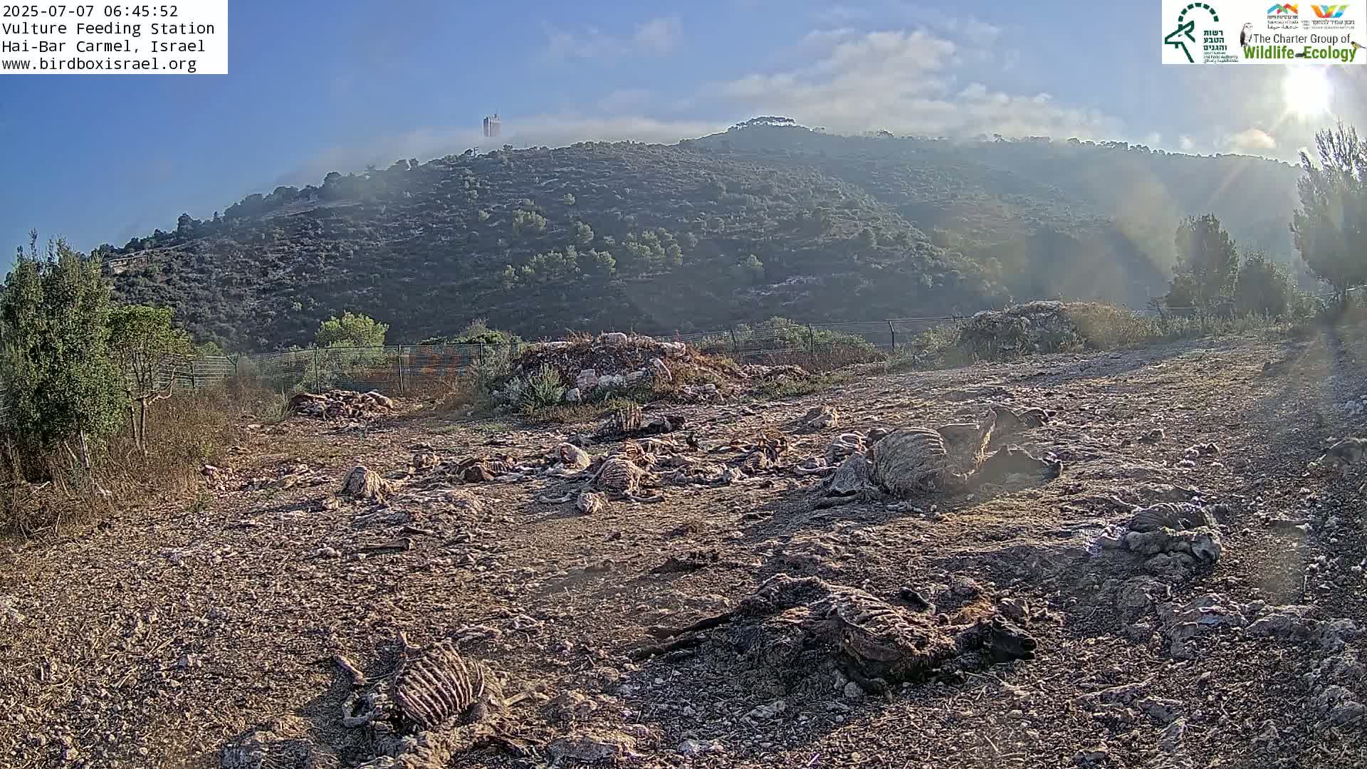Hai-Bar Nature Reserve / Mount Carmel National Park Vulture Feeding & Skycraper Eshkol University of Haifa  Live Cam - Denya, Haifa, Israel