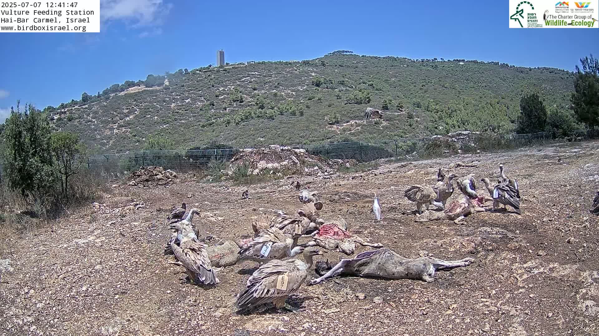 Hai-Bar Nature Reserve / Mount Carmel National Park Vulture Feeding & Skycraper Eshkol University of Haifa  Live Cam - Denya, Haifa, Israel
