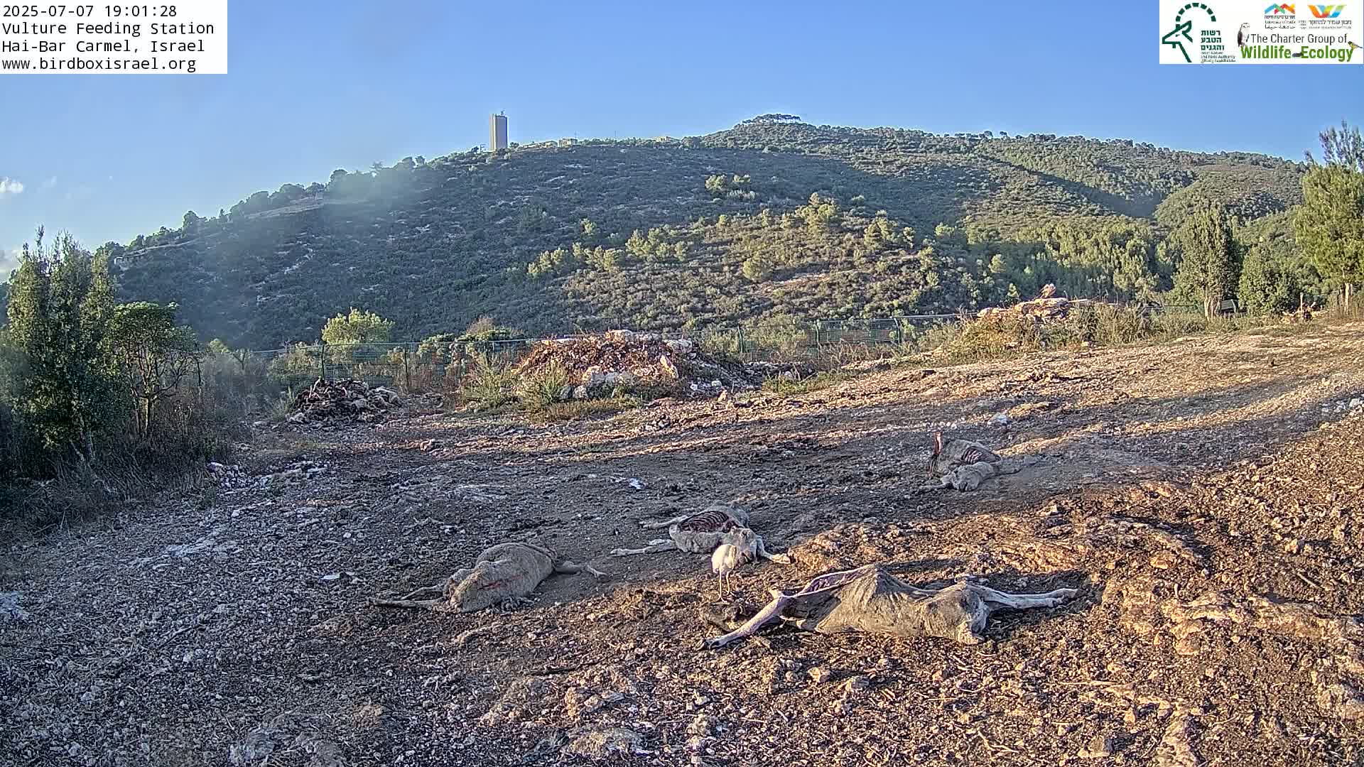 Hai-Bar Nature Reserve / Mount Carmel National Park Vulture Feeding & Skycraper Eshkol University of Haifa  Live Cam - Denya, Haifa, Israel