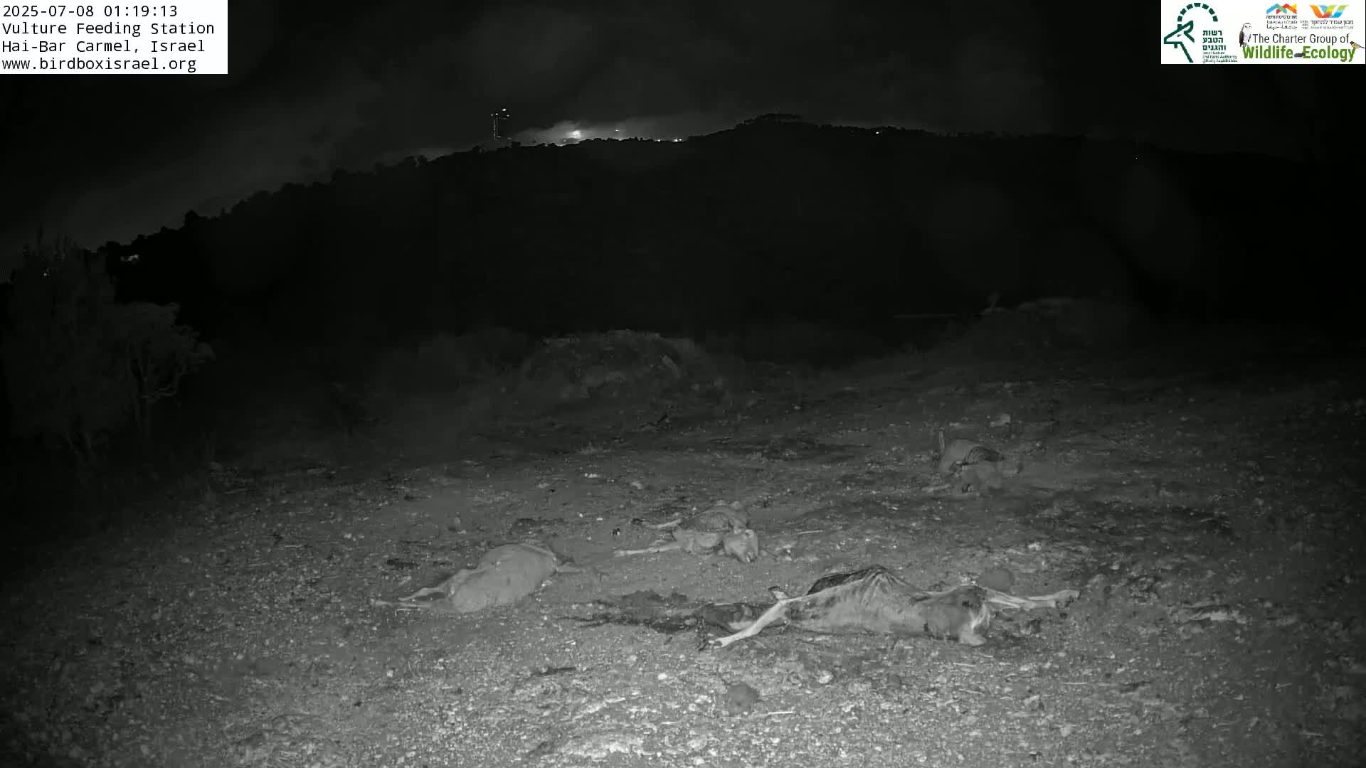Hai-Bar Nature Reserve / Mount Carmel National Park Vulture Feeding & Skycraper Eshkol University of Haifa  Live Cam - Denya, Haifa, Israel