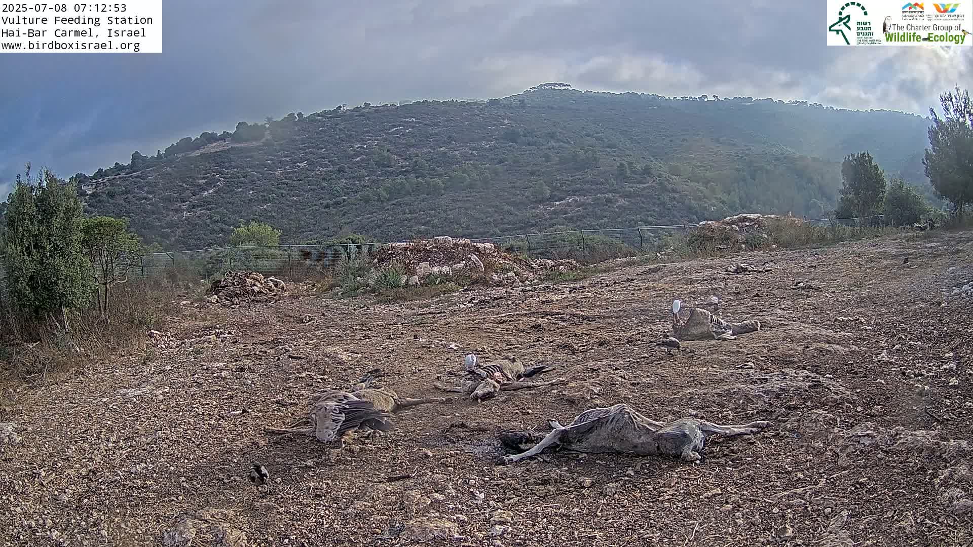 Hai-Bar Nature Reserve / Mount Carmel National Park Vulture Feeding & Skycraper Eshkol University of Haifa  Live Cam - Denya, Haifa, Israel