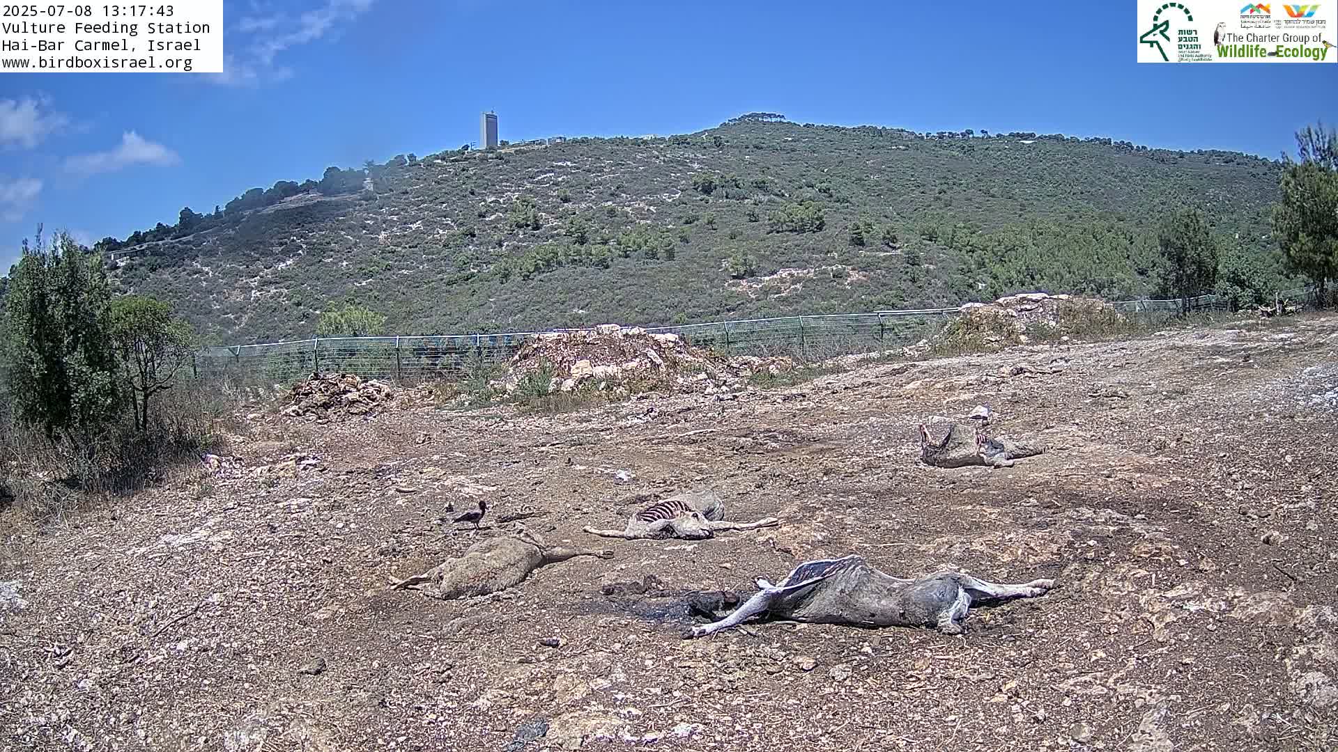 Hai-Bar Nature Reserve / Mount Carmel National Park Vulture Feeding & Skycraper Eshkol University of Haifa  Live Cam - Denya, Haifa, Israel