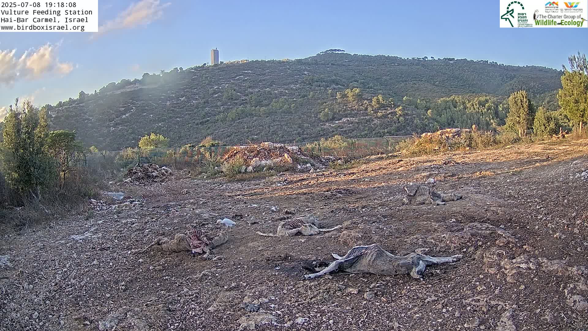 Hai-Bar Nature Reserve / Mount Carmel National Park Vulture Feeding & Skycraper Eshkol University of Haifa  Live Cam - Denya, Haifa, Israel