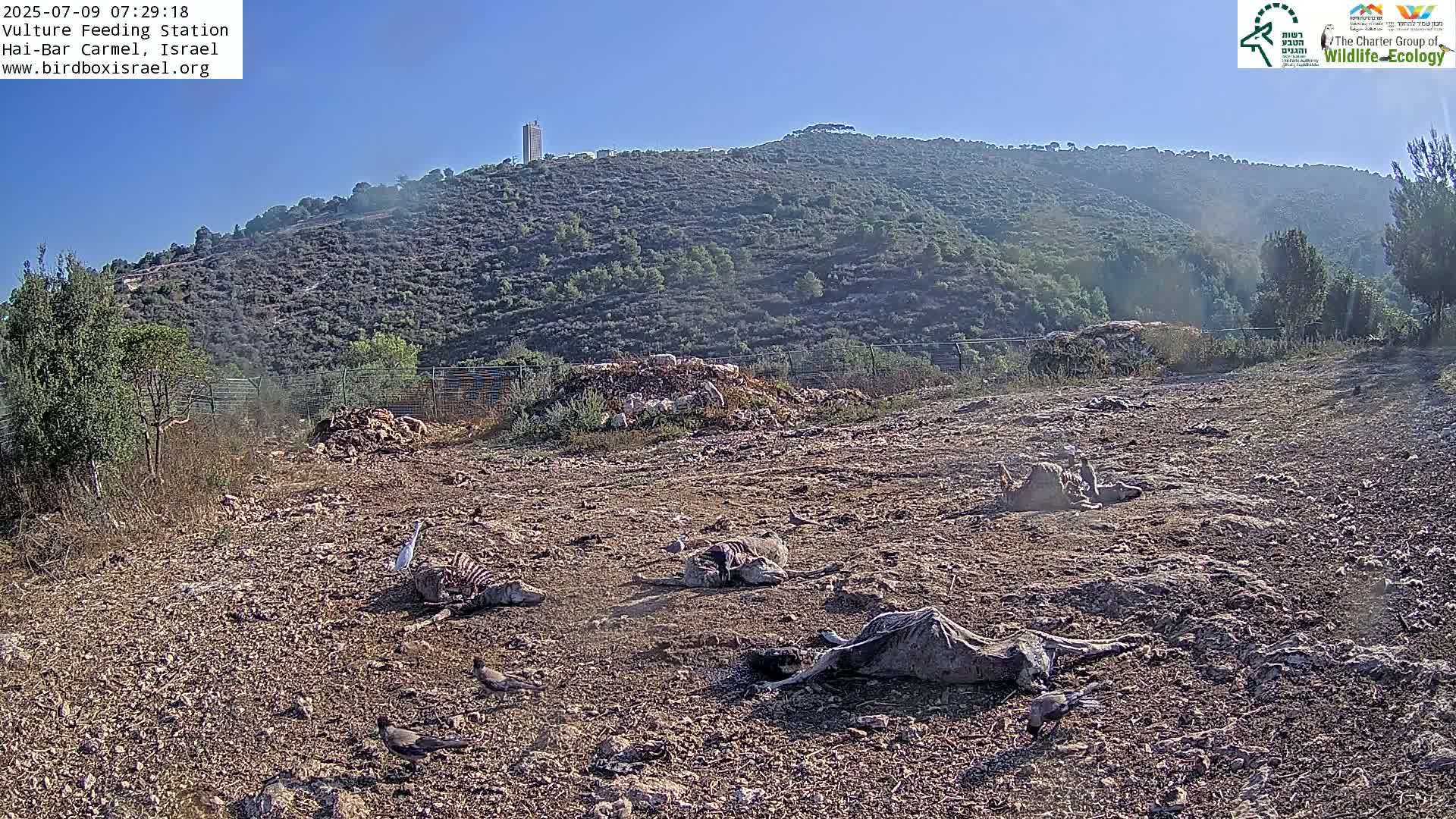 Hai-Bar Nature Reserve / Mount Carmel National Park Vulture Feeding & Skycraper Eshkol University of Haifa  Live Cam - Denya, Haifa, Israel