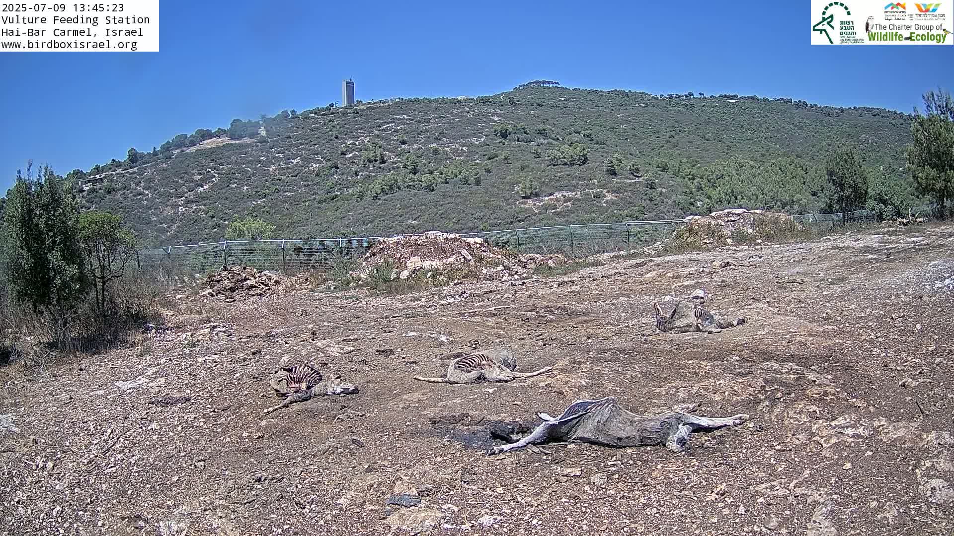 Hai-Bar Nature Reserve / Mount Carmel National Park Vulture Feeding & Skycraper Eshkol University of Haifa  Live Cam - Denya, Haifa, Israel