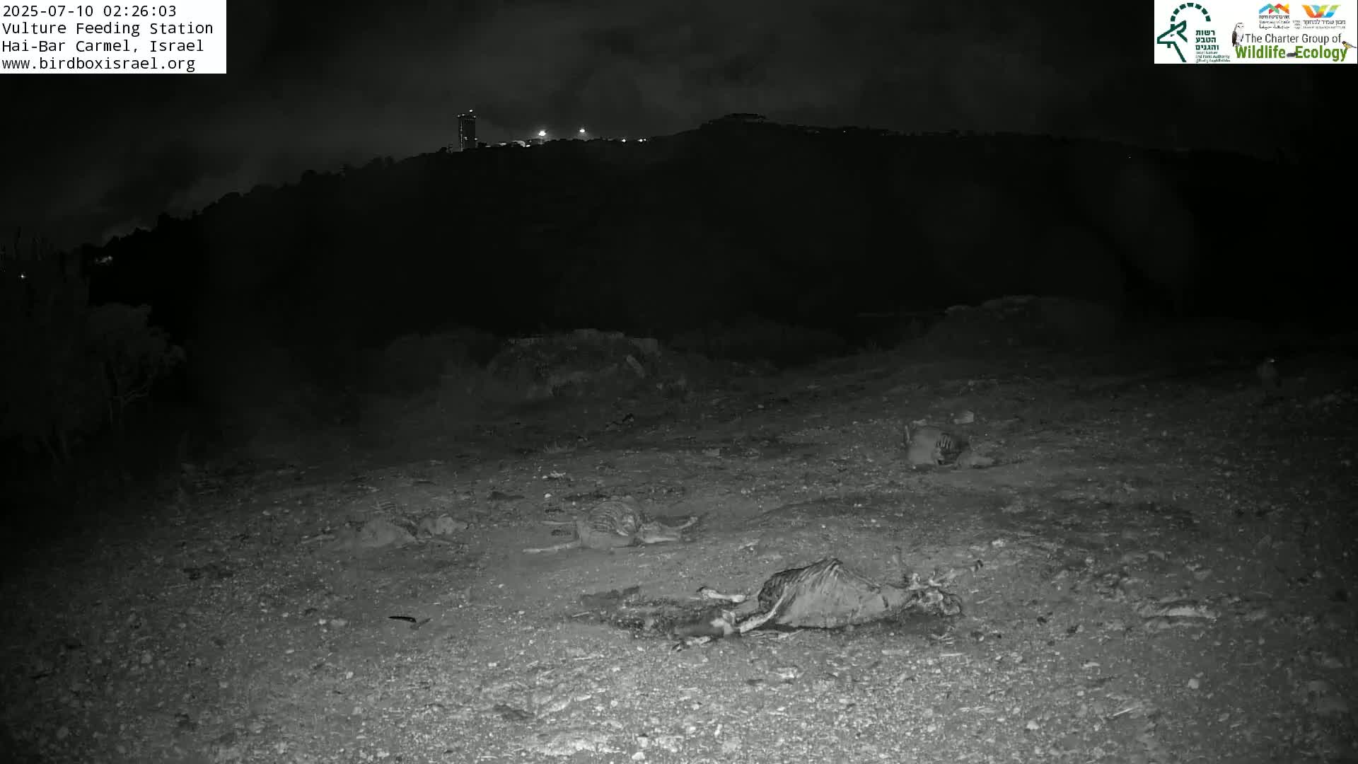 Hai-Bar Nature Reserve / Mount Carmel National Park Vulture Feeding & Skycraper Eshkol University of Haifa  Live Cam - Denya, Haifa, Israel
