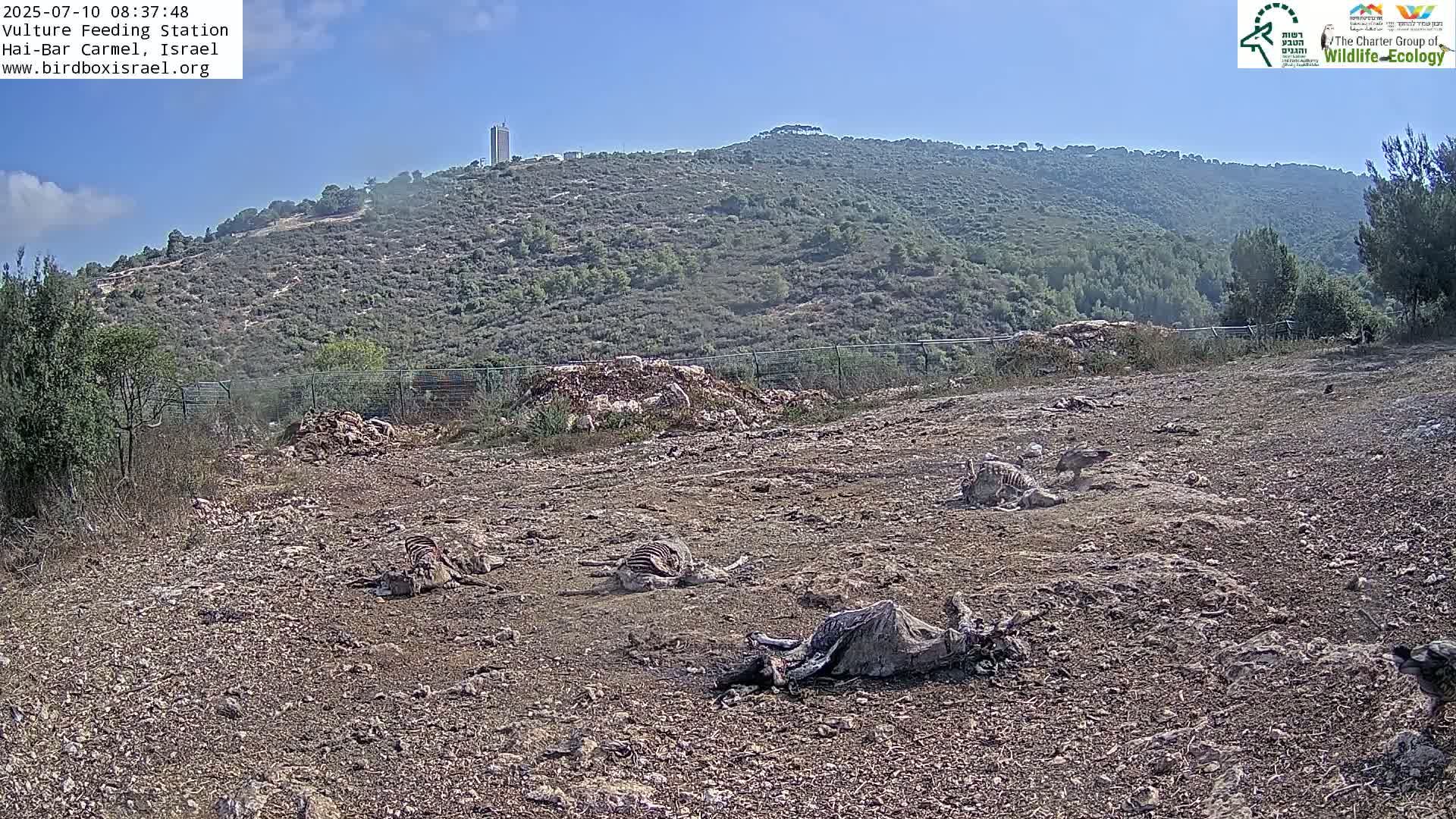 Hai-Bar Nature Reserve / Mount Carmel National Park Vulture Feeding & Skycraper Eshkol University of Haifa  Live Cam - Denya, Haifa, Israel