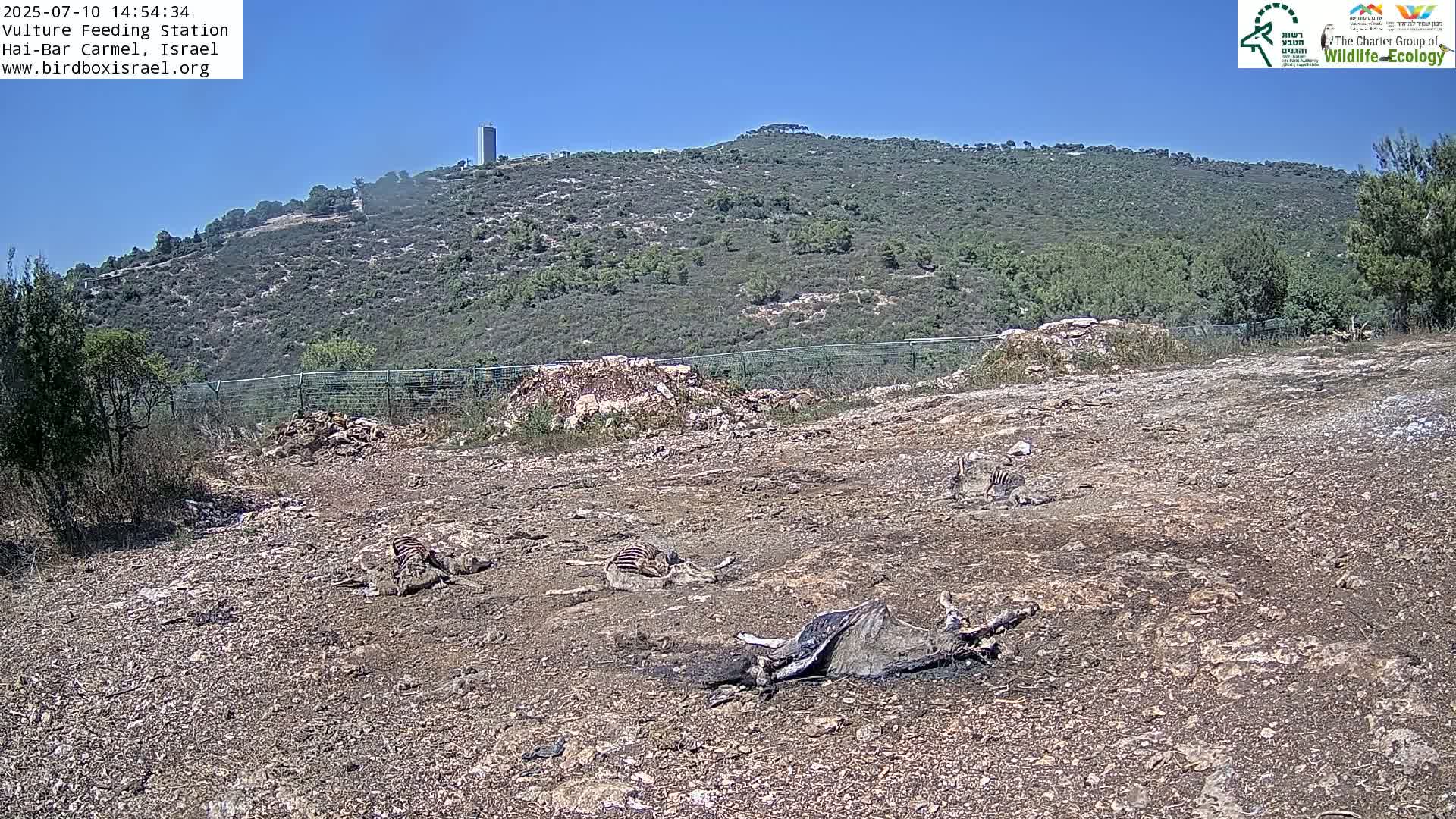 Hai-Bar Nature Reserve / Mount Carmel National Park Vulture Feeding & Skycraper Eshkol University of Haifa  Live Cam - Denya, Haifa, Israel