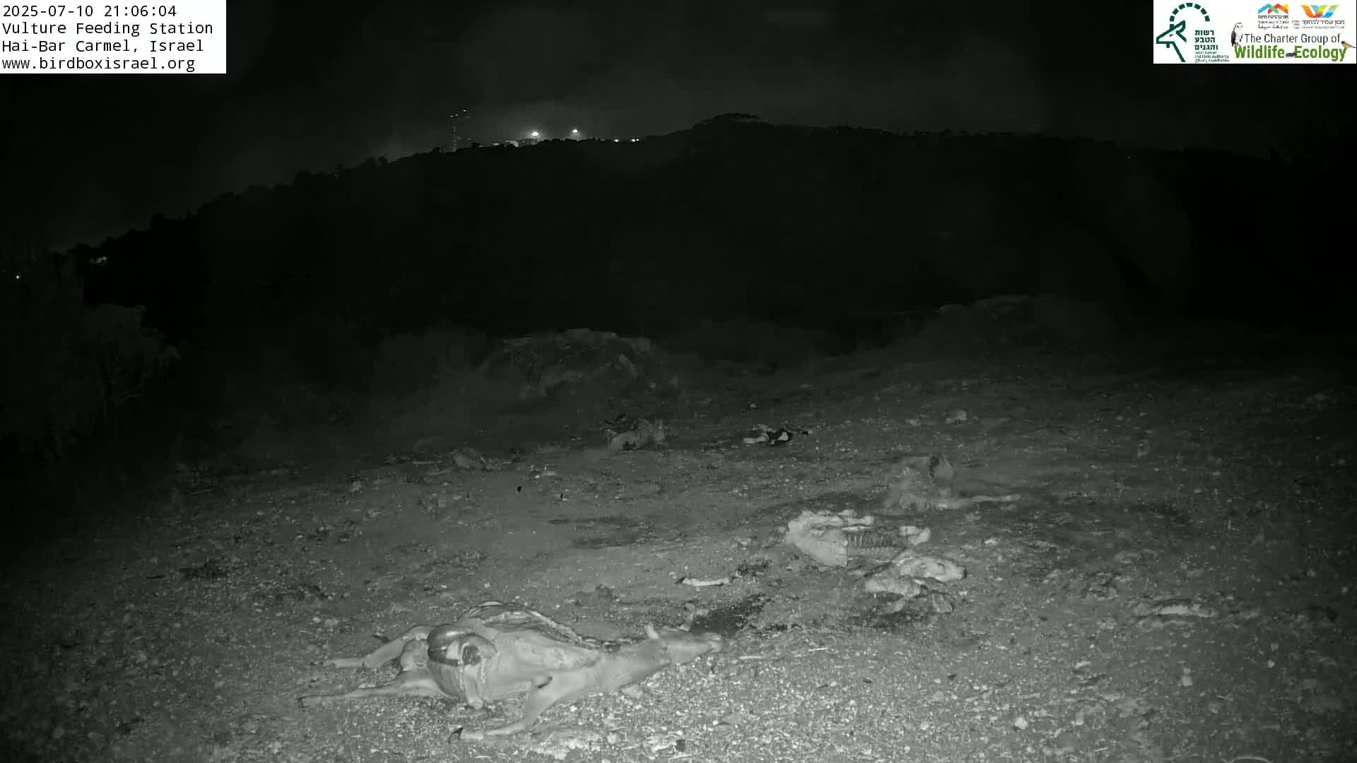 Hai-Bar Nature Reserve / Mount Carmel National Park Vulture Feeding & Skycraper Eshkol University of Haifa  Live Cam - Denya, Haifa, Israel