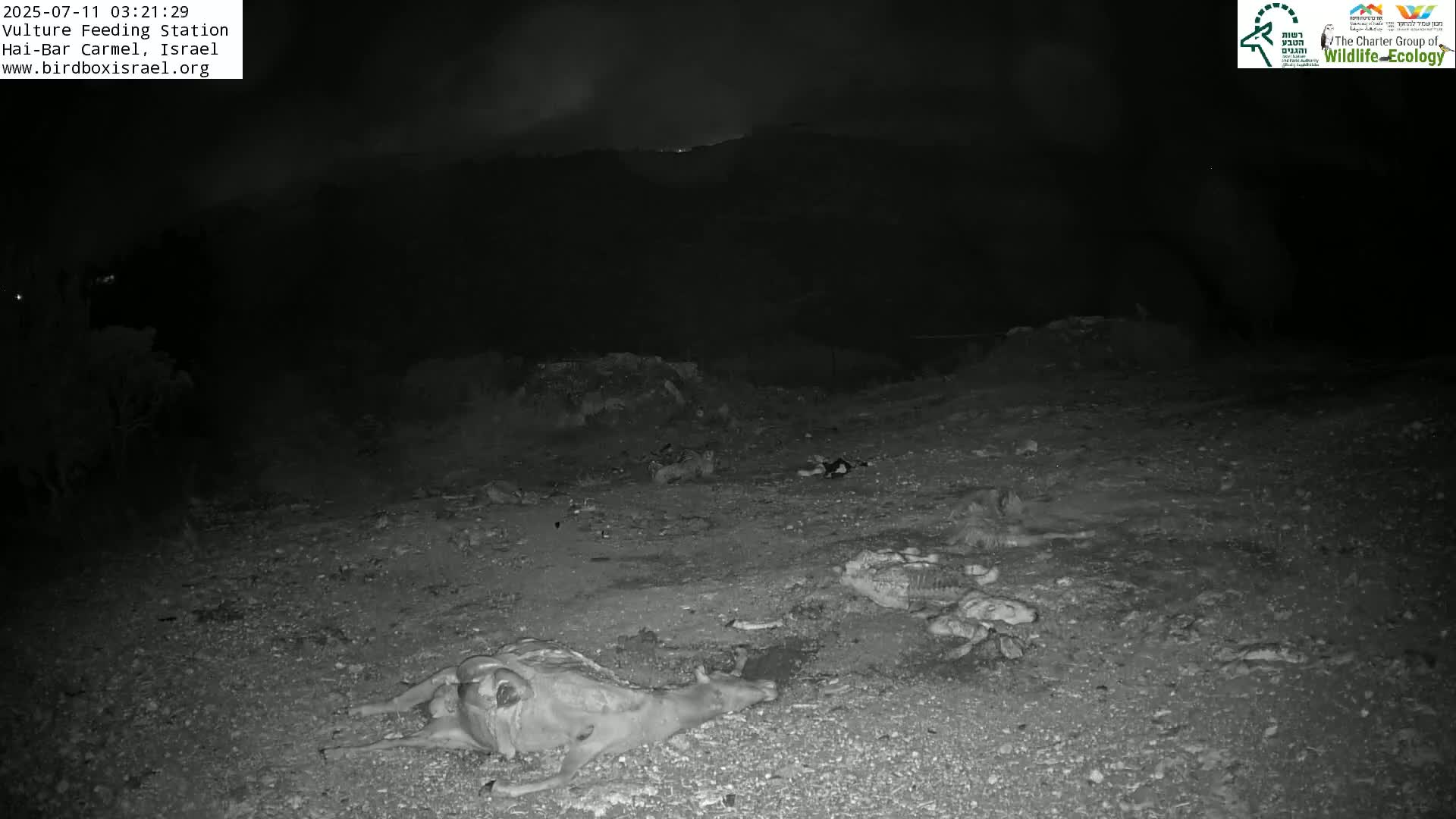 Hai-Bar Nature Reserve / Mount Carmel National Park Vulture Feeding & Skycraper Eshkol University of Haifa  Live Cam - Denya, Haifa, Israel