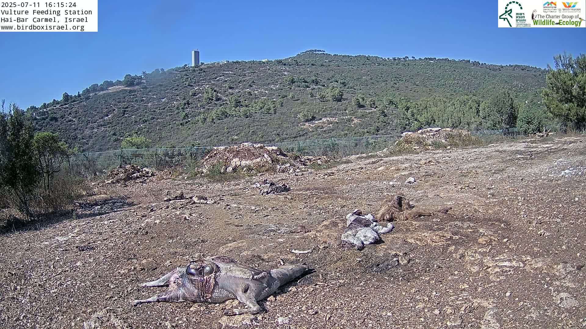 Hai-Bar Nature Reserve / Mount Carmel National Park Vulture Feeding & Skycraper Eshkol University of Haifa  Live Cam - Denya, Haifa, Israel