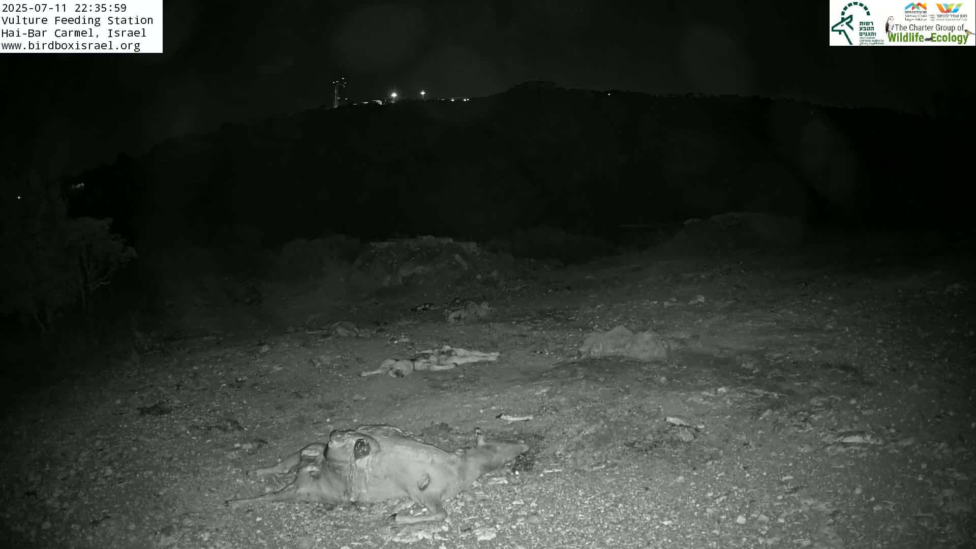 Hai-Bar Nature Reserve / Mount Carmel National Park Vulture Feeding & Skycraper Eshkol University of Haifa  Live Cam - Denya, Haifa, Israel