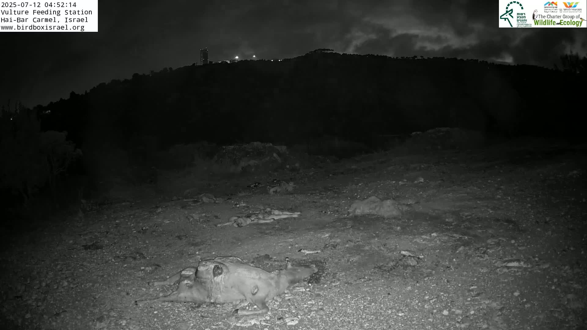 Hai-Bar Nature Reserve / Mount Carmel National Park Vulture Feeding & Skycraper Eshkol University of Haifa  Live Cam - Denya, Haifa, Israel