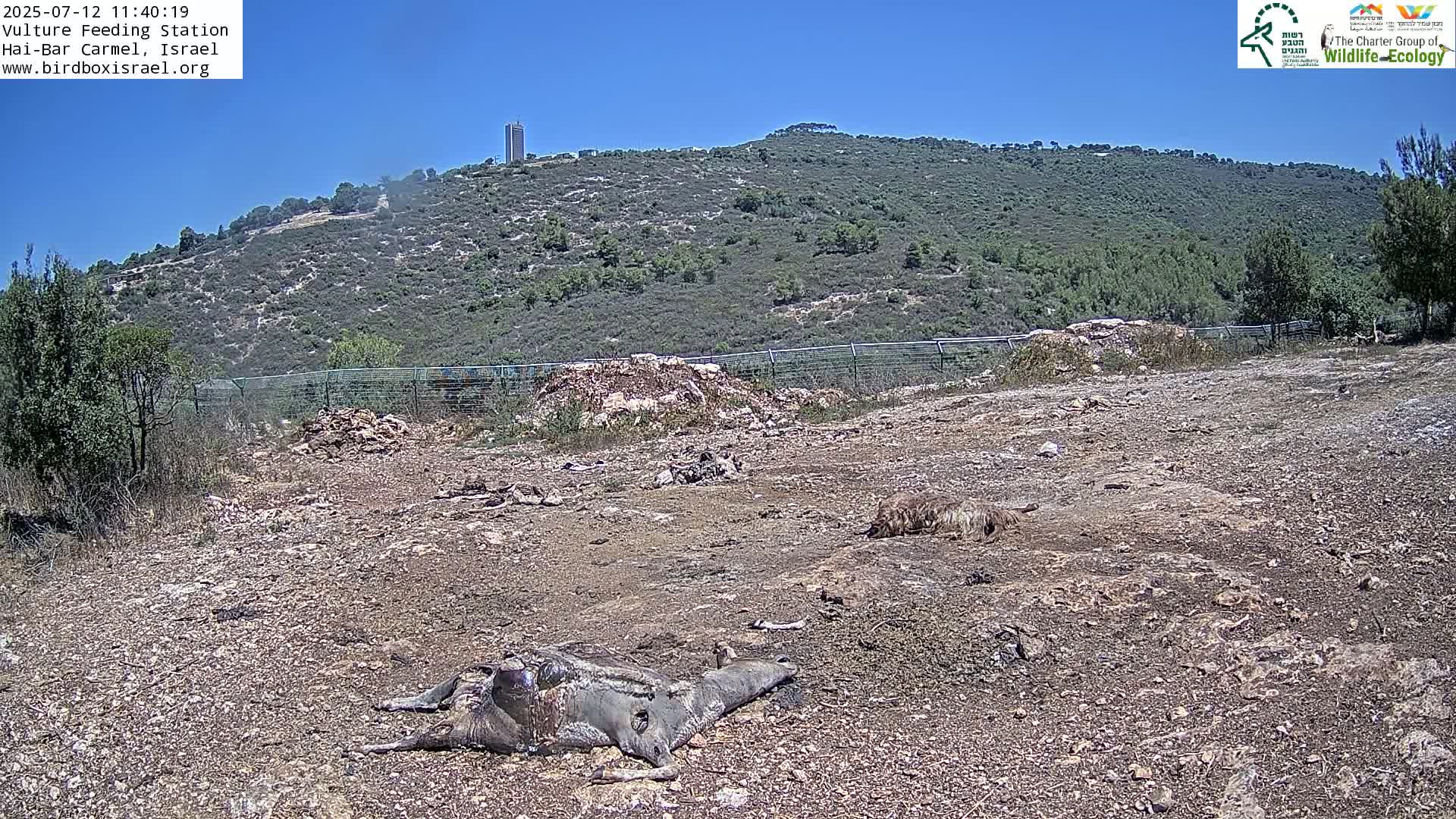 Two carcasses lie on a dry, rocky ground in front of a fence, with a hillside covered in scrub vegetation and a distant tower in the background under a clear blue sky.