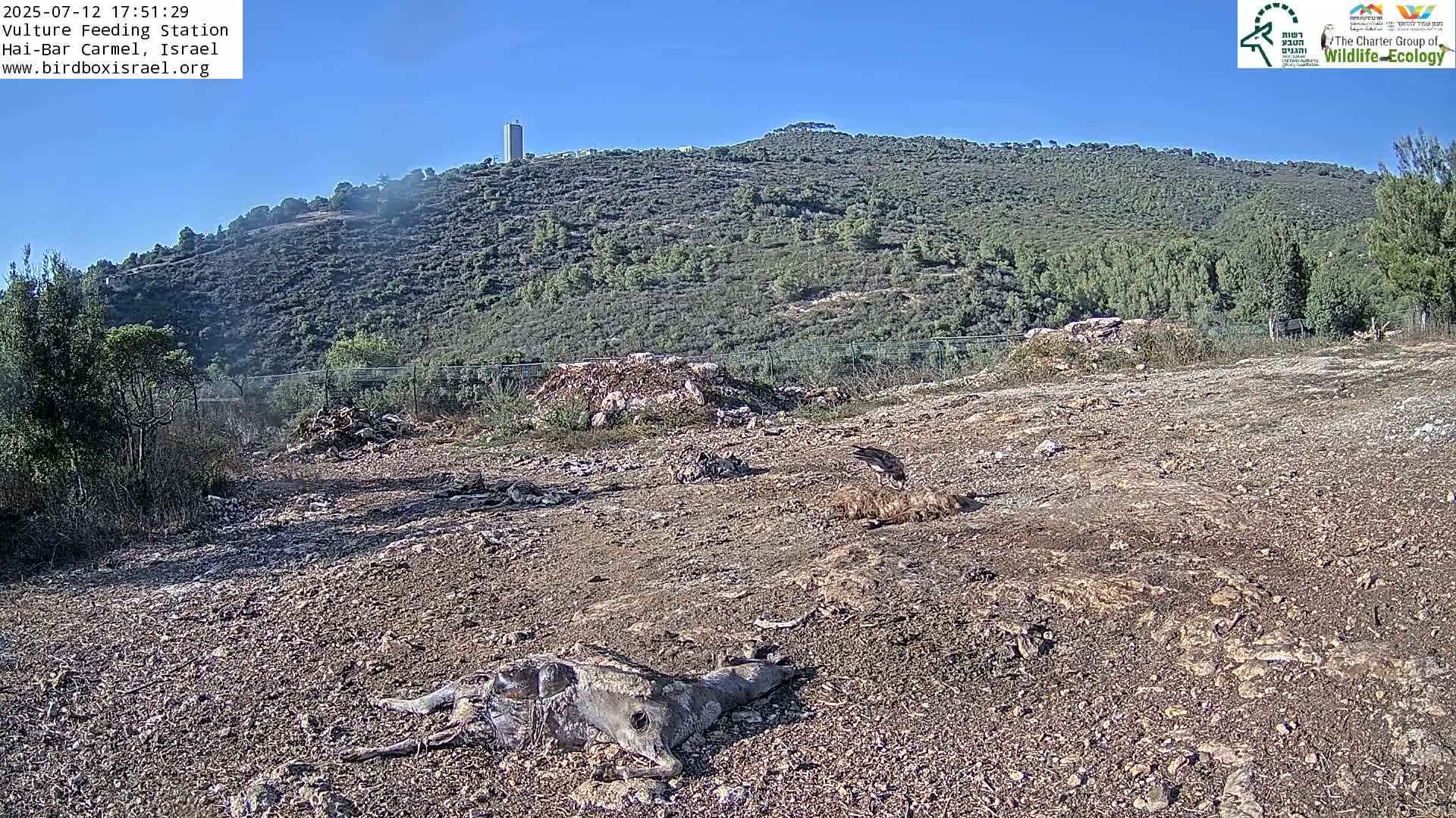 Hai-Bar Nature Reserve / Mount Carmel National Park Vulture Feeding & Skycraper Eshkol University of Haifa  Live Cam - Denya, Haifa, Israel