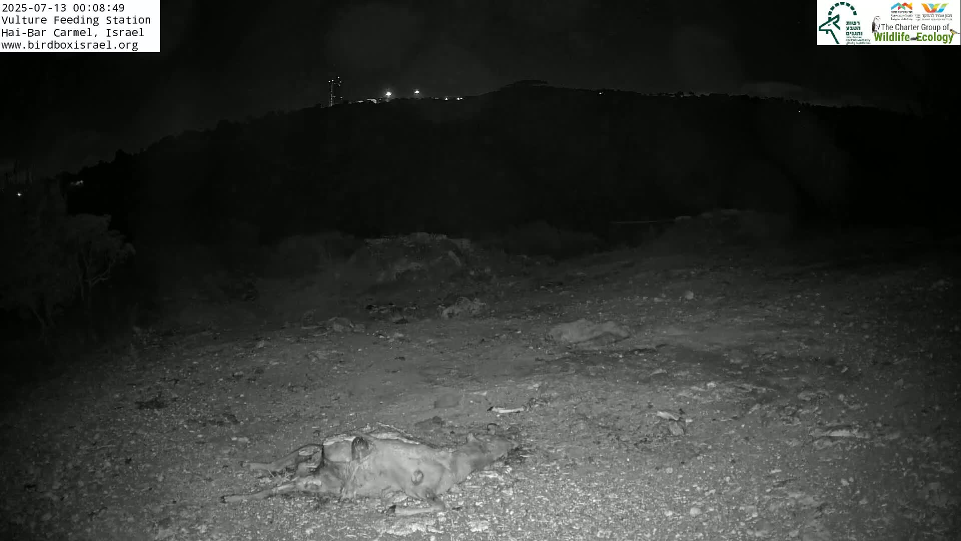 Hai-Bar Nature Reserve / Mount Carmel National Park Vulture Feeding & Skycraper Eshkol University of Haifa  Live Cam - Denya, Haifa, Israel