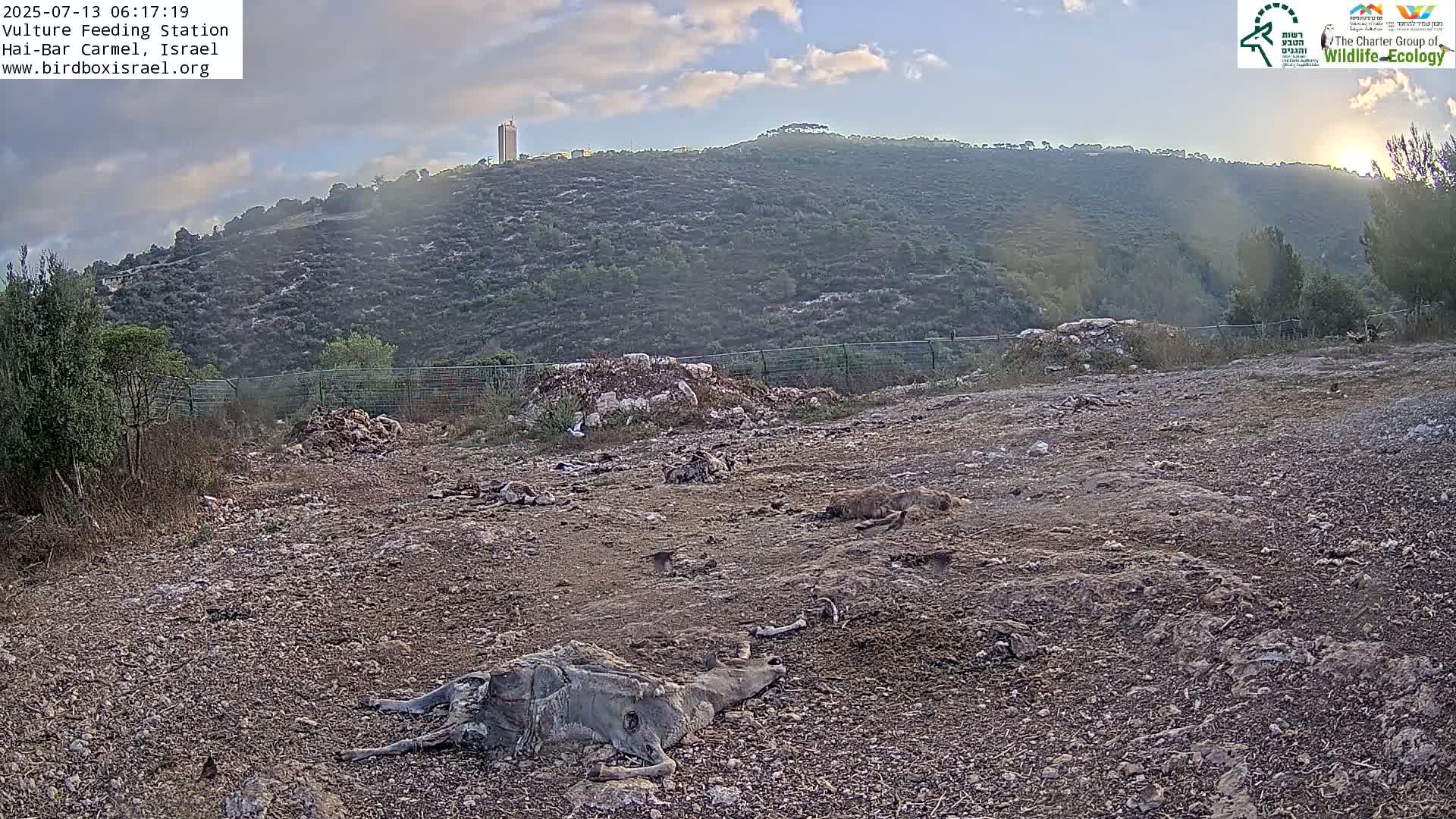 Hai-Bar Nature Reserve / Mount Carmel National Park Vulture Feeding & Skycraper Eshkol University of Haifa  Live Cam - Denya, Haifa, Israel