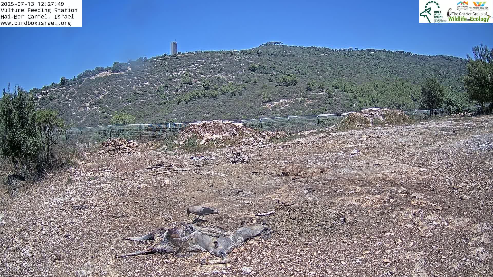 Hai-Bar Nature Reserve / Mount Carmel National Park Vulture Feeding & Skycraper Eshkol University of Haifa  Live Cam - Denya, Haifa, Israel