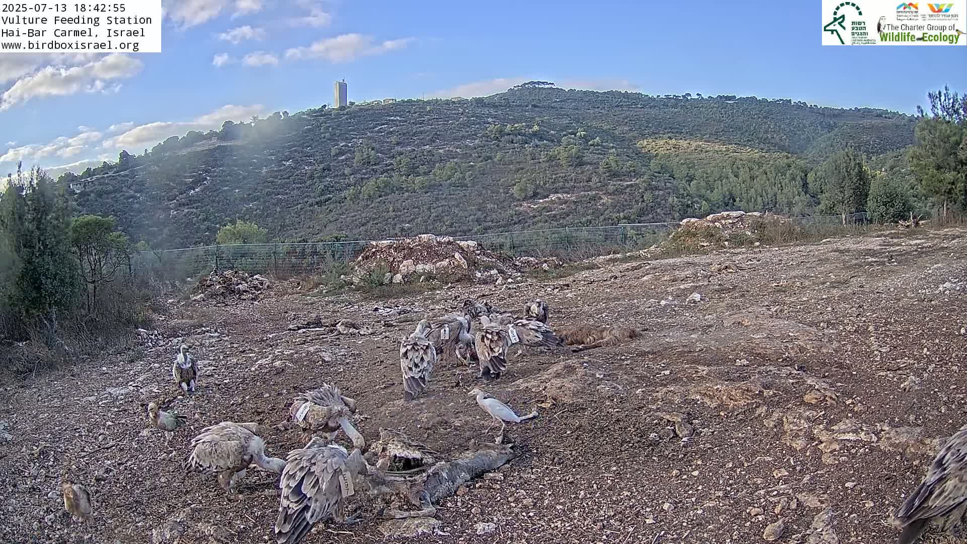 Hai-Bar Nature Reserve / Mount Carmel National Park Vulture Feeding & Skycraper Eshkol University of Haifa  Live Cam - Denya, Haifa, Israel