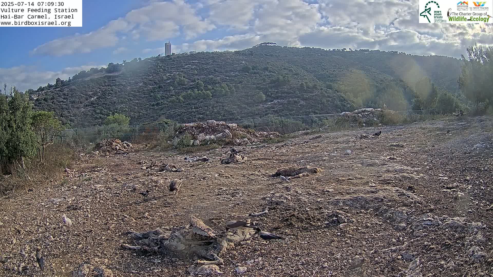 Hai-Bar Nature Reserve / Mount Carmel National Park Vulture Feeding & Skycraper Eshkol University of Haifa  Live Cam - Denya, Haifa, Israel