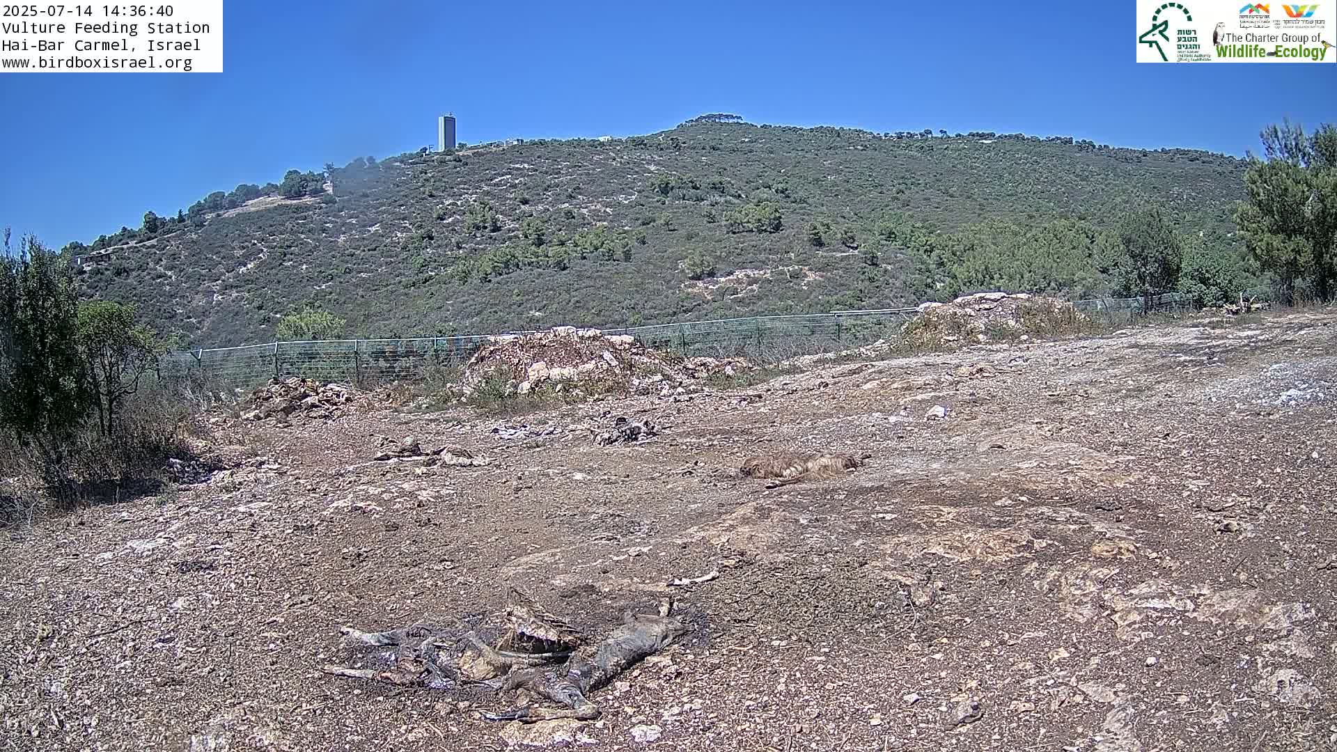 Hai-Bar Nature Reserve / Mount Carmel National Park Vulture Feeding & Skycraper Eshkol University of Haifa  Live Cam - Denya, Haifa, Israel