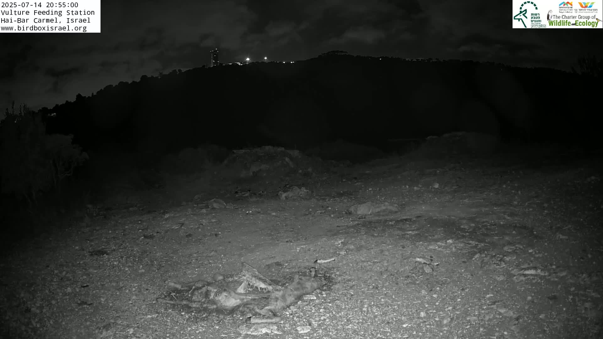 Hai-Bar Nature Reserve / Mount Carmel National Park Vulture Feeding & Skycraper Eshkol University of Haifa  Live Cam - Denya, Haifa, Israel