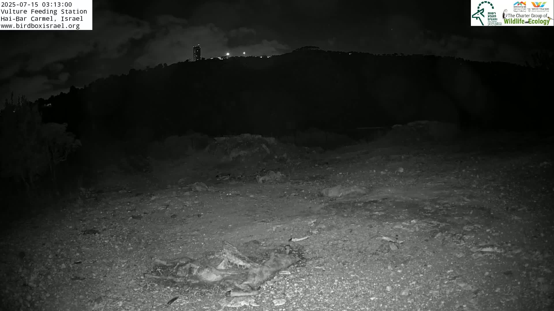 Hai-Bar Nature Reserve / Mount Carmel National Park Vulture Feeding & Skycraper Eshkol University of Haifa  Live Cam - Denya, Haifa, Israel
