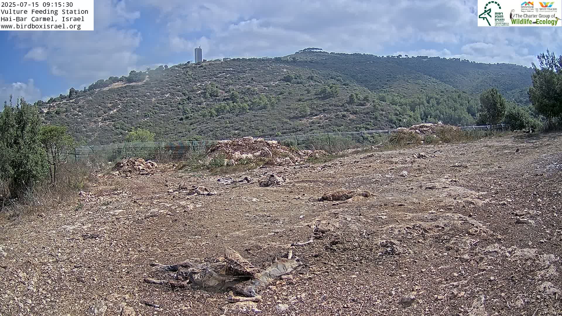 Hai-Bar Nature Reserve / Mount Carmel National Park Vulture Feeding & Skycraper Eshkol University of Haifa  Live Cam - Denya, Haifa, Israel