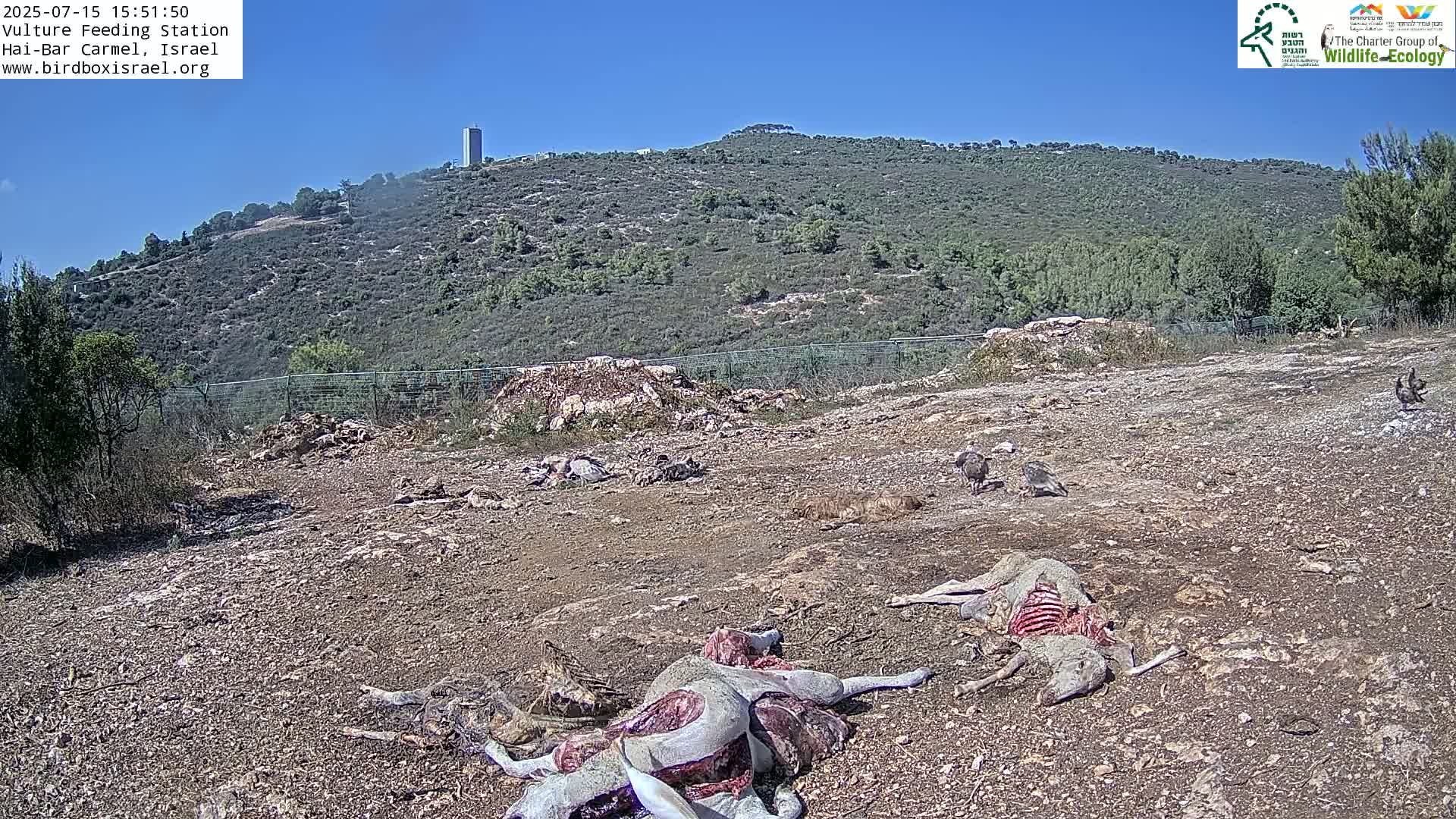 Hai-Bar Nature Reserve / Mount Carmel National Park Vulture Feeding & Skycraper Eshkol University of Haifa  Live Cam - Denya, Haifa, Israel