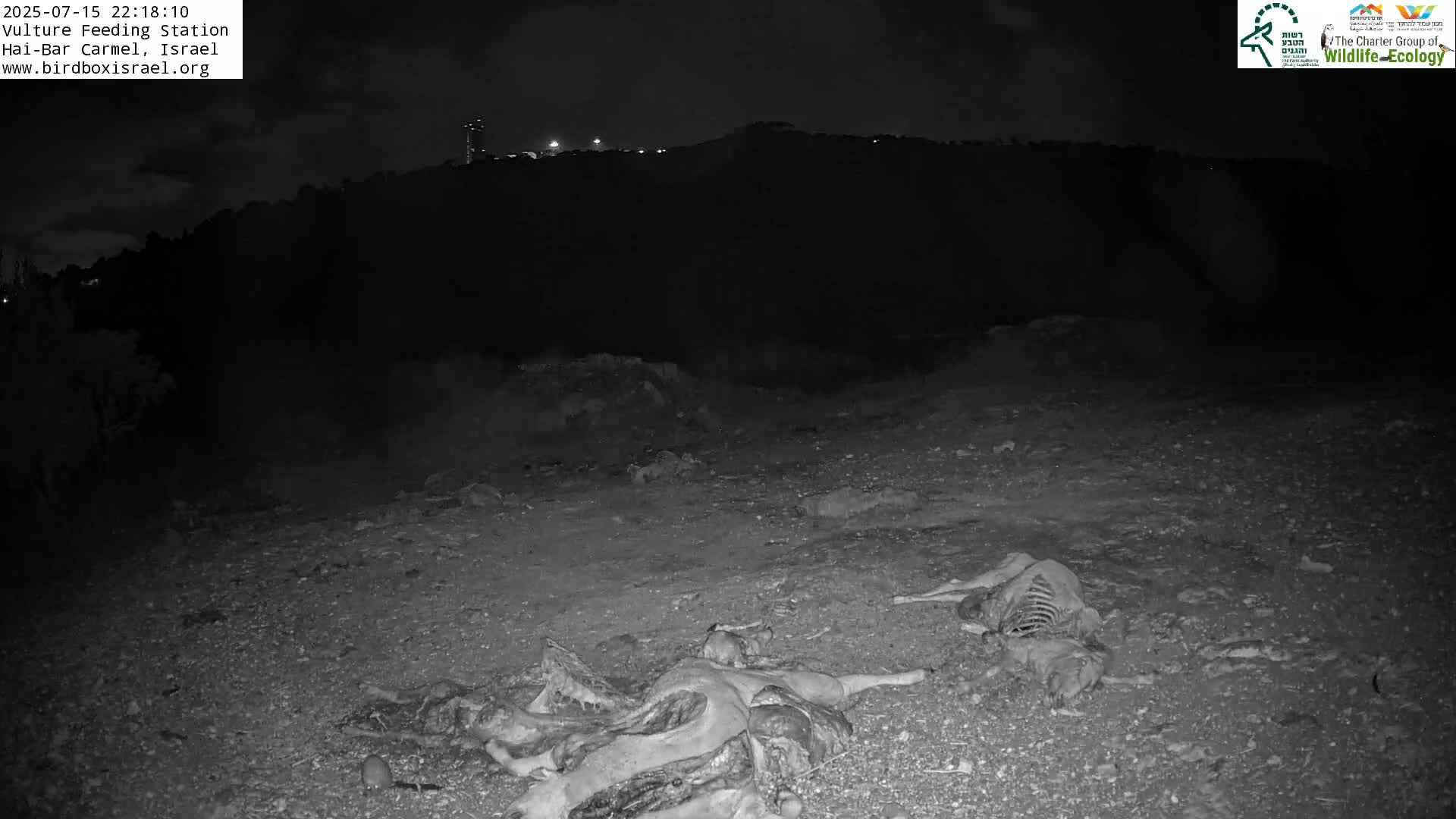 Hai-Bar Nature Reserve / Mount Carmel National Park Vulture Feeding & Skycraper Eshkol University of Haifa  Live Cam - Denya, Haifa, Israel