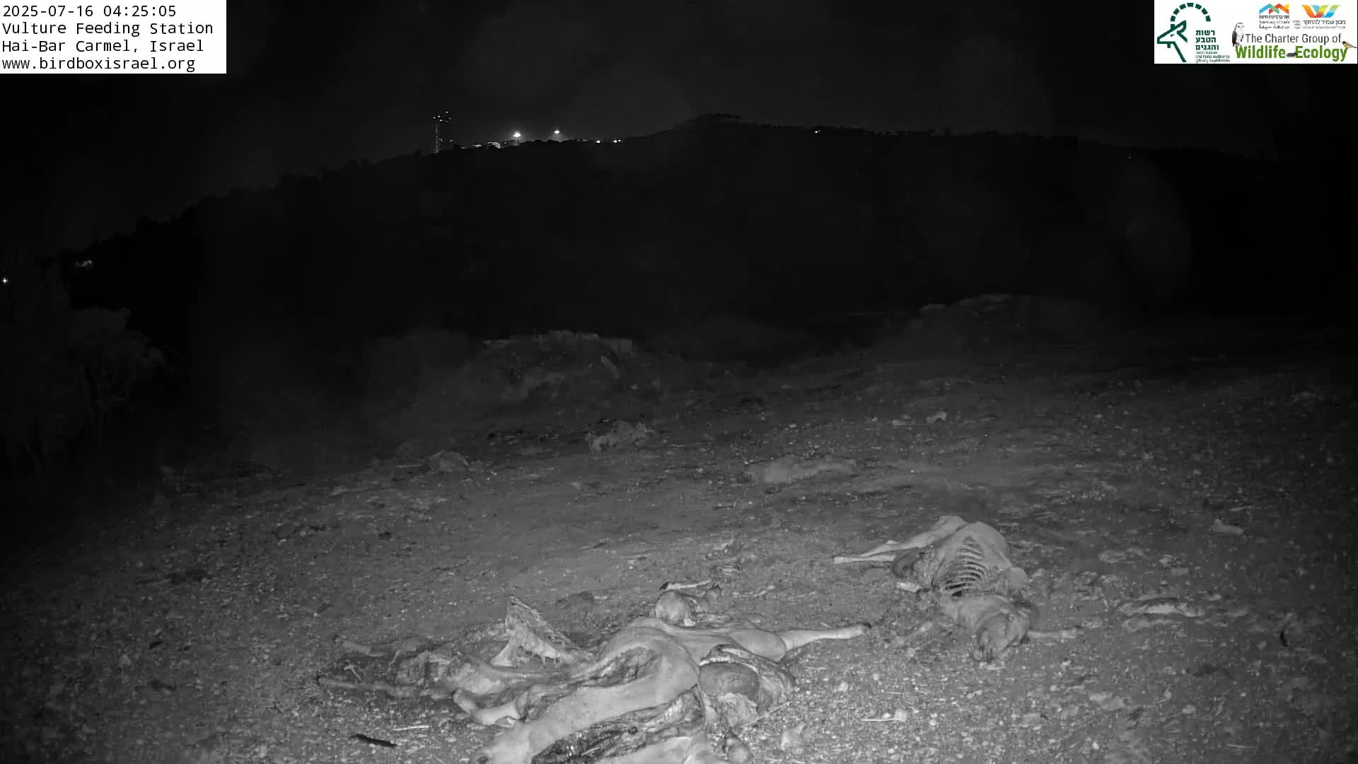Hai-Bar Nature Reserve / Mount Carmel National Park Vulture Feeding & Skycraper Eshkol University of Haifa  Live Cam - Denya, Haifa, Israel