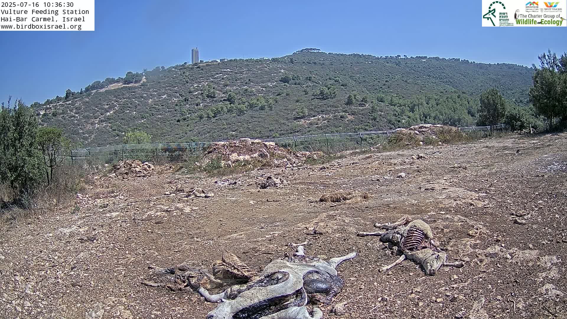 Under a clear blue sky, several animal carcasses lie on a dry, rocky ground in front of a hillside covered in scrubby vegetation.