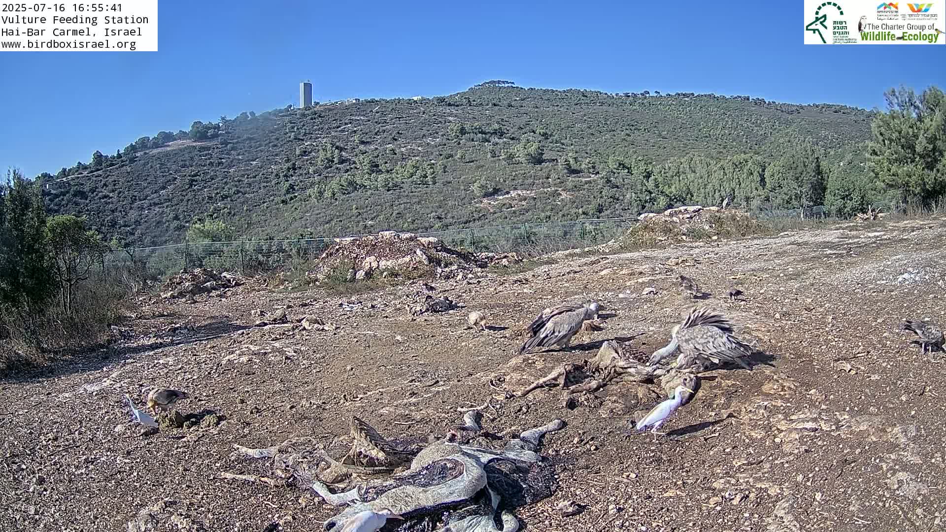 Hai-Bar Nature Reserve / Mount Carmel National Park Vulture Feeding & Skycraper Eshkol University of Haifa  Live Cam - Denya, Haifa, Israel
