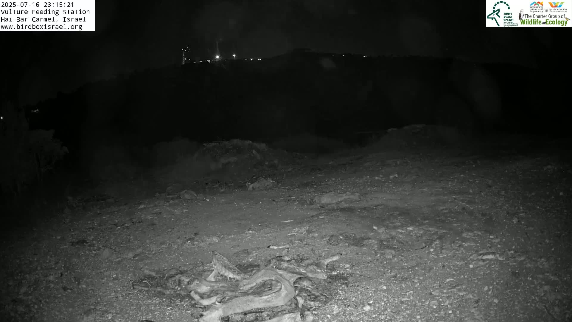 Hai-Bar Nature Reserve / Mount Carmel National Park Vulture Feeding & Skycraper Eshkol University of Haifa  Live Cam - Denya, Haifa, Israel