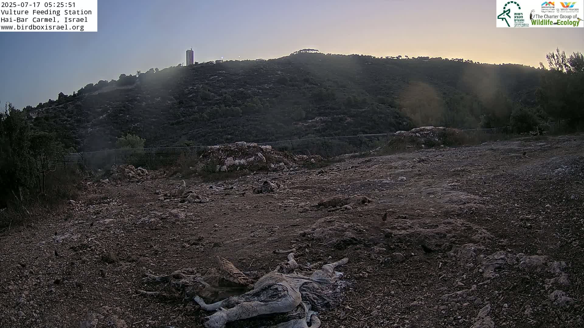 Hai-Bar Nature Reserve / Mount Carmel National Park Vulture Feeding & Skycraper Eshkol University of Haifa  Live Cam - Denya, Haifa, Israel