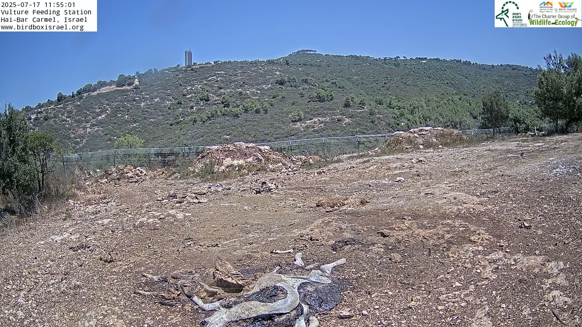 Hai-Bar Nature Reserve / Mount Carmel National Park Vulture Feeding & Skycraper Eshkol University of Haifa  Live Cam - Denya, Haifa, Israel