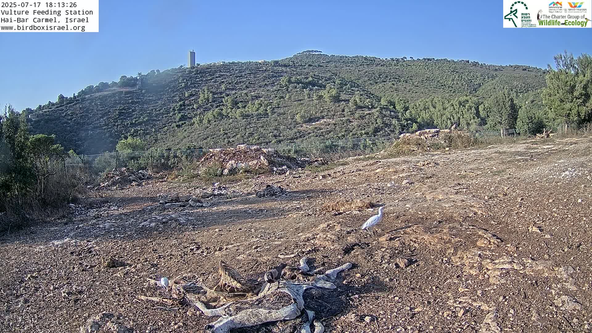 Hai-Bar Nature Reserve / Mount Carmel National Park Vulture Feeding & Skycraper Eshkol University of Haifa  Live Cam - Denya, Haifa, Israel