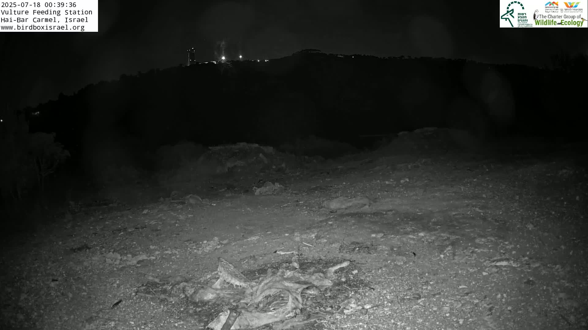 Hai-Bar Nature Reserve / Mount Carmel National Park Vulture Feeding & Skycraper Eshkol University of Haifa  Live Cam - Denya, Haifa, Israel