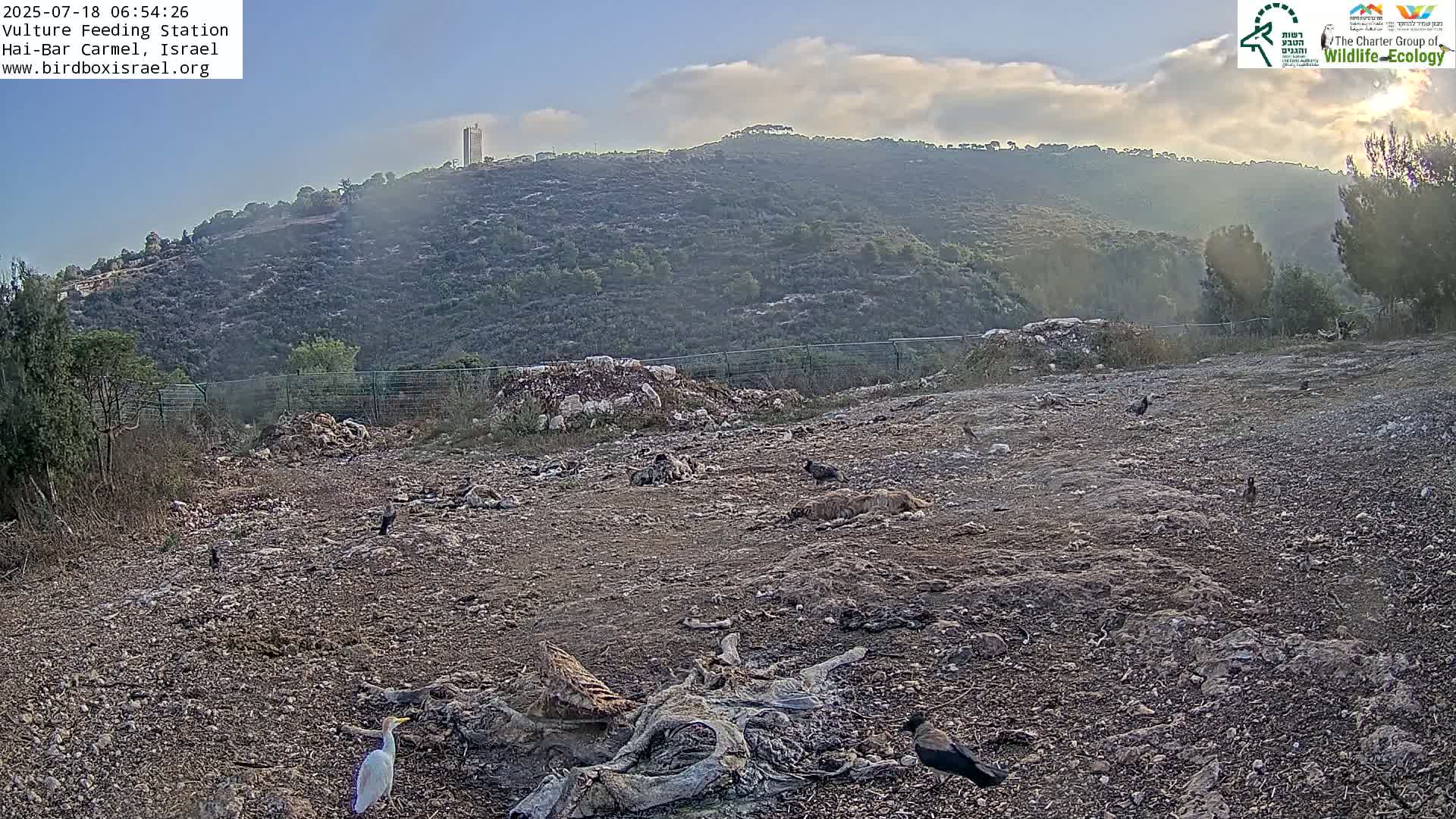 Hai-Bar Nature Reserve / Mount Carmel National Park Vulture Feeding & Skycraper Eshkol University of Haifa  Live Cam - Denya, Haifa, Israel