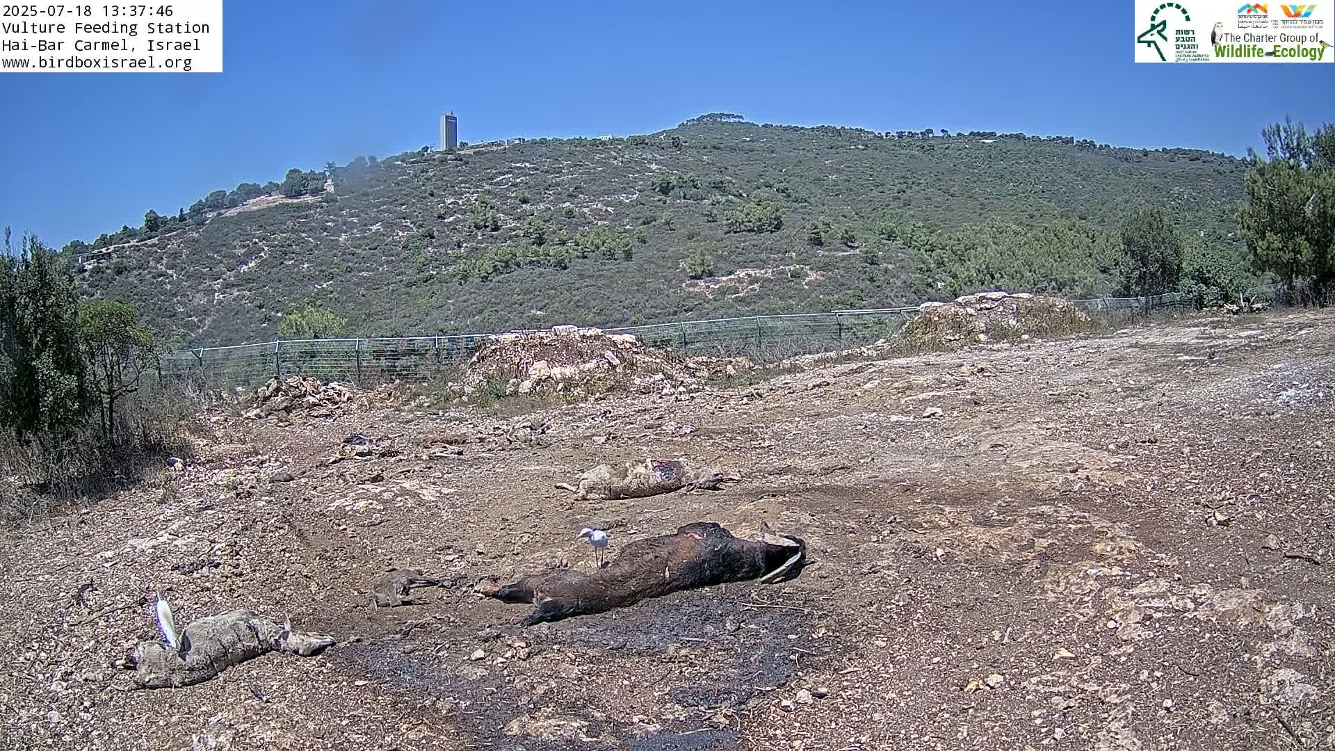 Hai-Bar Nature Reserve / Mount Carmel National Park Vulture Feeding & Skycraper Eshkol University of Haifa  Live Cam - Denya, Haifa, Israel