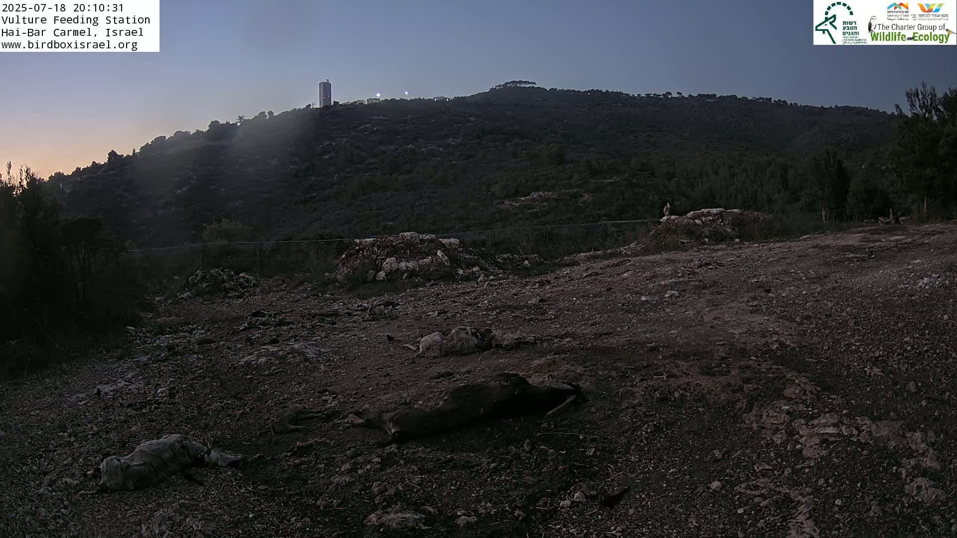Hai-Bar Nature Reserve / Mount Carmel National Park Vulture Feeding & Skycraper Eshkol University of Haifa  Live Cam - Denya, Haifa, Israel