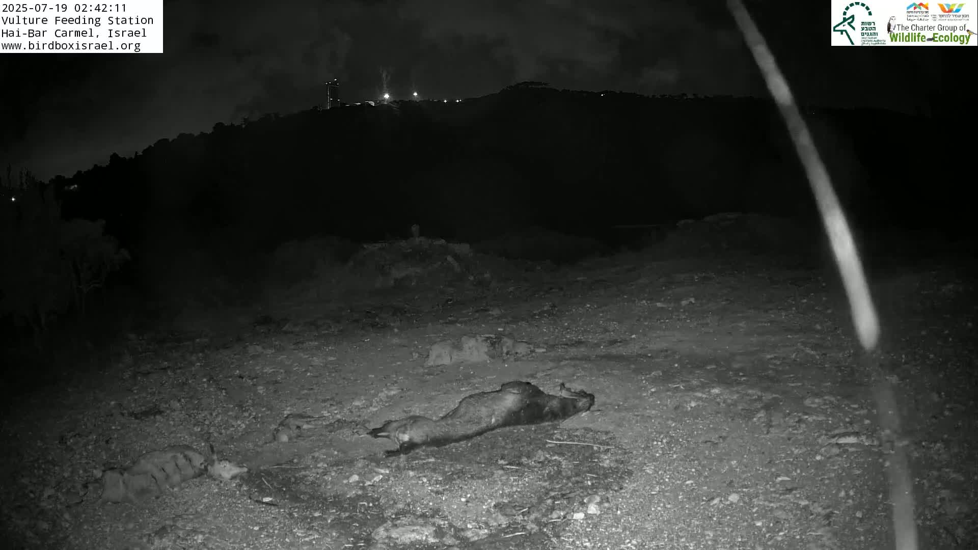 Hai-Bar Nature Reserve / Mount Carmel National Park Vulture Feeding & Skycraper Eshkol University of Haifa  Live Cam - Denya, Haifa, Israel