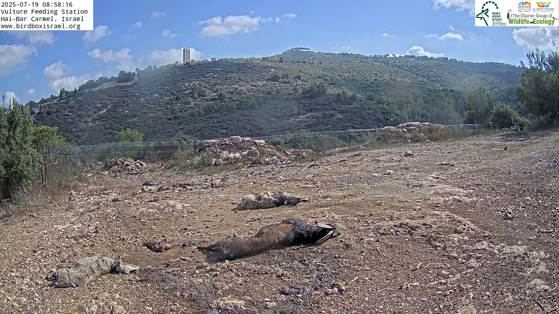 Hai-Bar Nature Reserve / Mount Carmel National Park Vulture Feeding & Skycraper Eshkol University of Haifa  Live Cam - Denya, Haifa, Israel