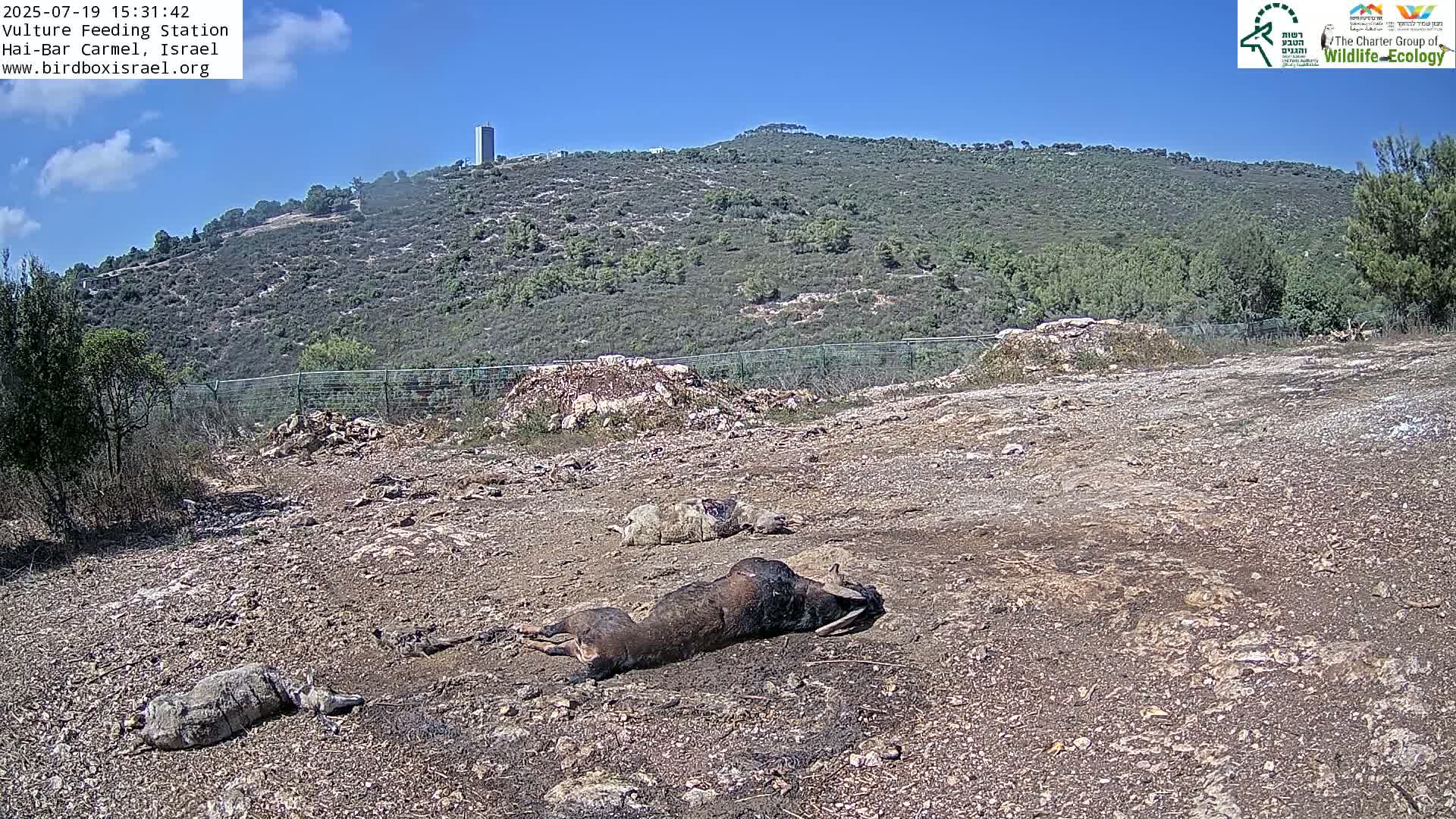Hai-Bar Nature Reserve / Mount Carmel National Park Vulture Feeding & Skycraper Eshkol University of Haifa  Live Cam - Denya, Haifa, Israel