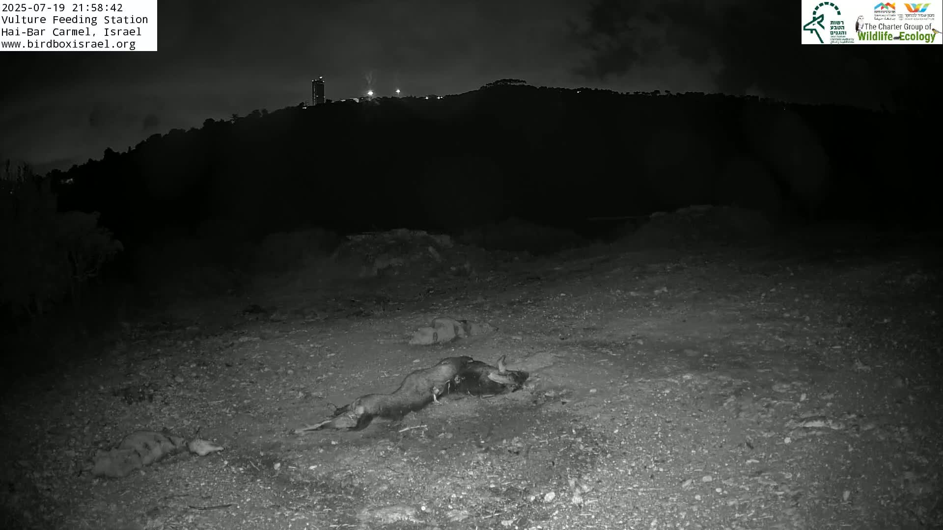 Hai-Bar Nature Reserve / Mount Carmel National Park Vulture Feeding & Skycraper Eshkol University of Haifa  Live Cam - Denya, Haifa, Israel