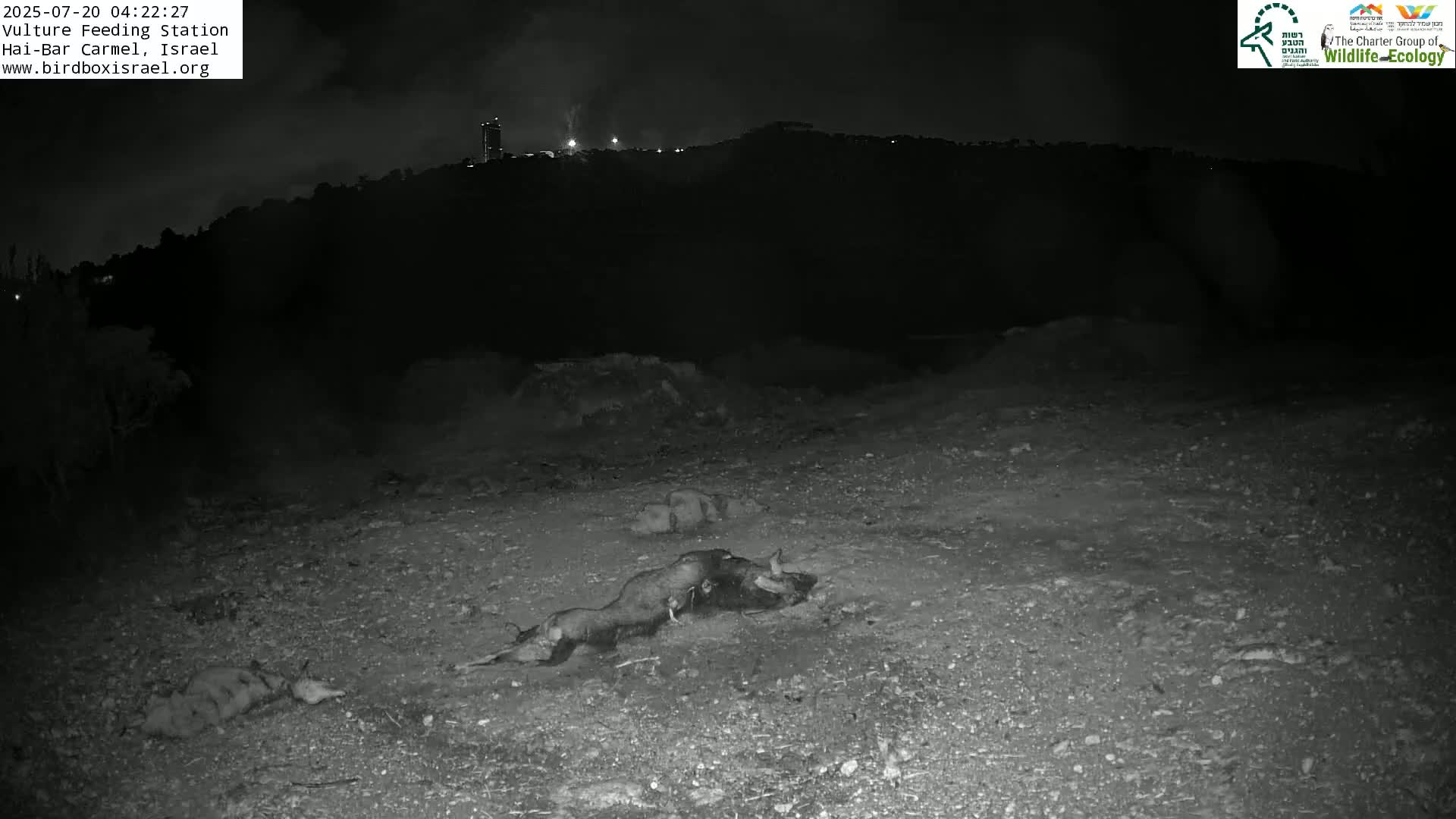 Hai-Bar Nature Reserve / Mount Carmel National Park Vulture Feeding & Skycraper Eshkol University of Haifa  Live Cam - Denya, Haifa, Israel