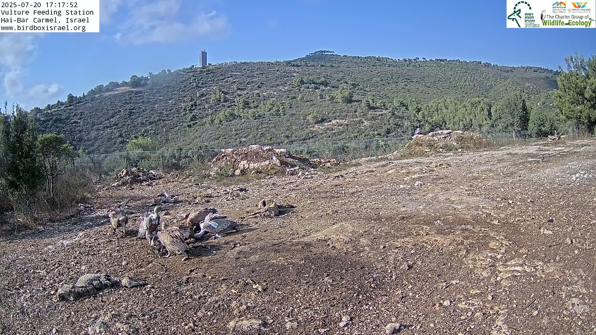 Hai-Bar Nature Reserve / Mount Carmel National Park Vulture Feeding & Skycraper Eshkol University of Haifa  Live Cam - Denya, Haifa, Israel