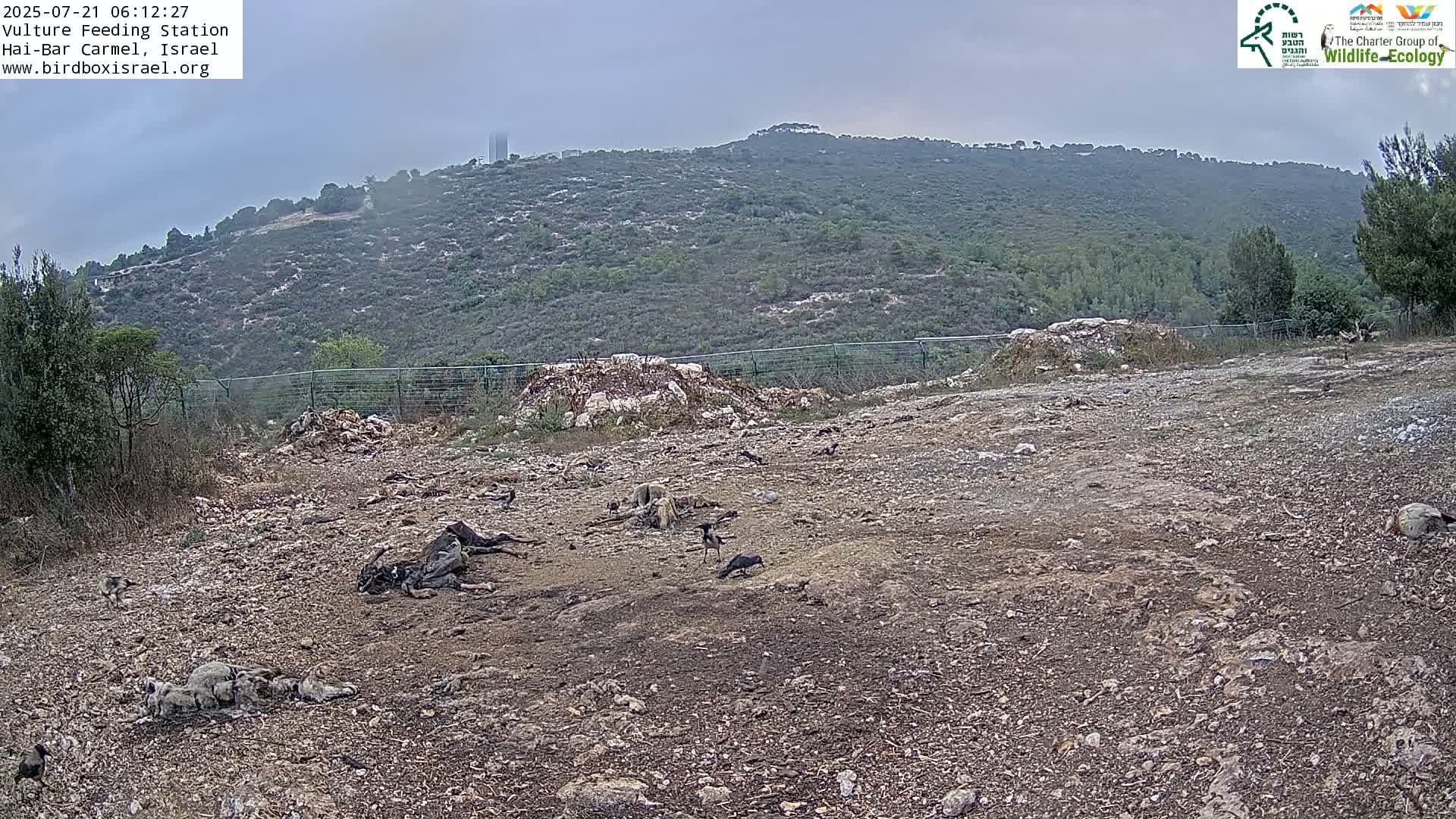 Hai-Bar Nature Reserve / Mount Carmel National Park Vulture Feeding & Skycraper Eshkol University of Haifa  Live Cam - Denya, Haifa, Israel