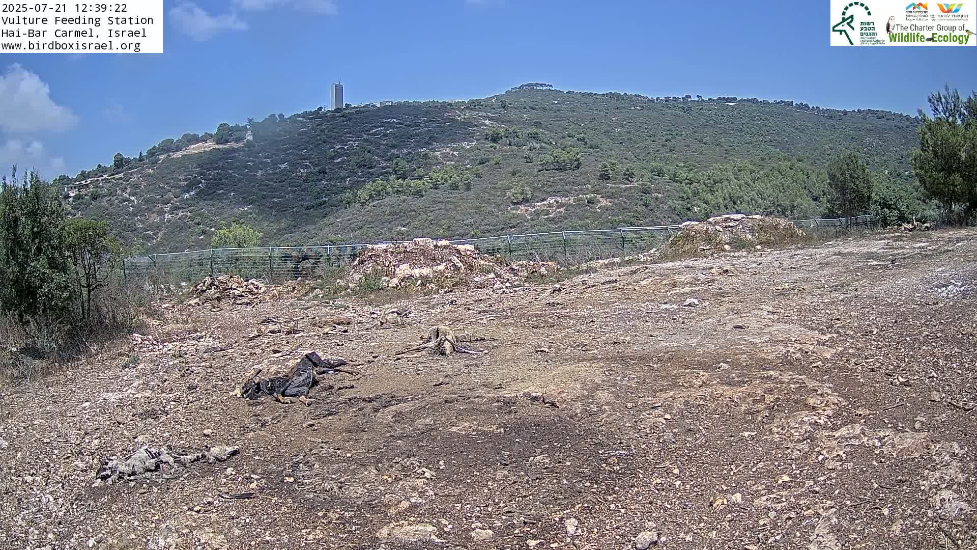 Hai-Bar Nature Reserve / Mount Carmel National Park Vulture Feeding & Skycraper Eshkol University of Haifa  Live Cam - Denya, Haifa, Israel
